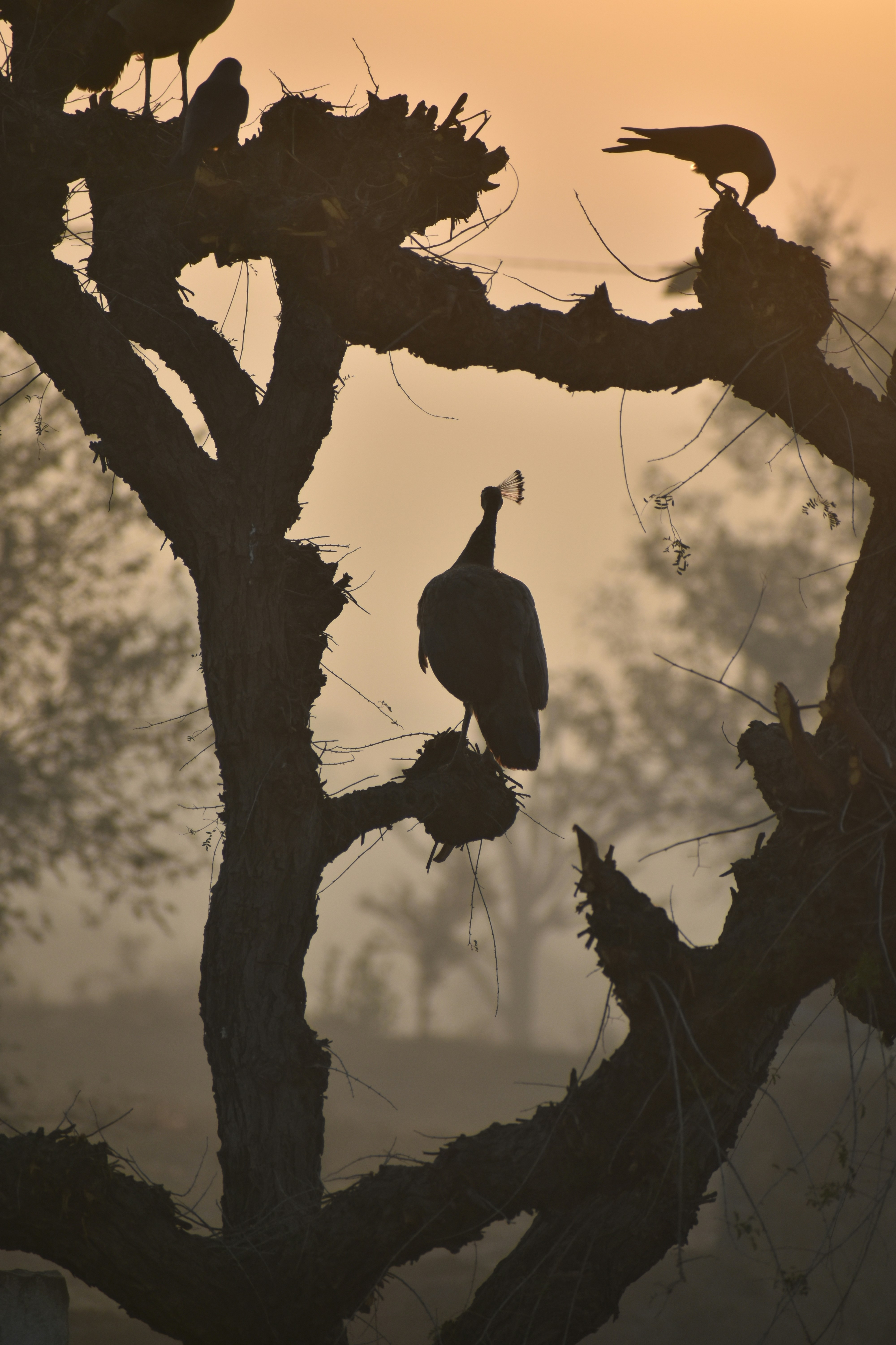 Photo by navalrathore_10