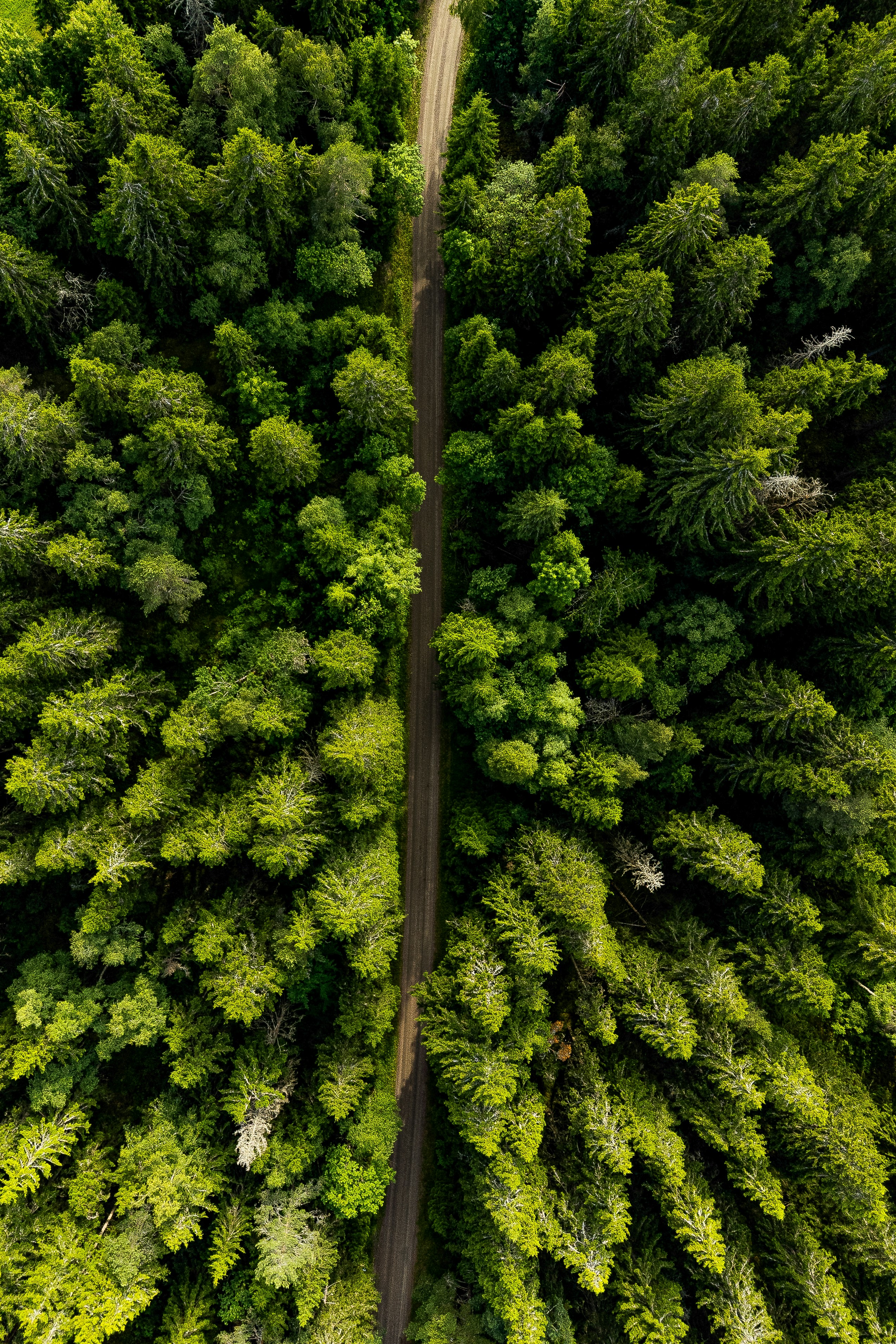 Aerial view of a road through a dense green forest