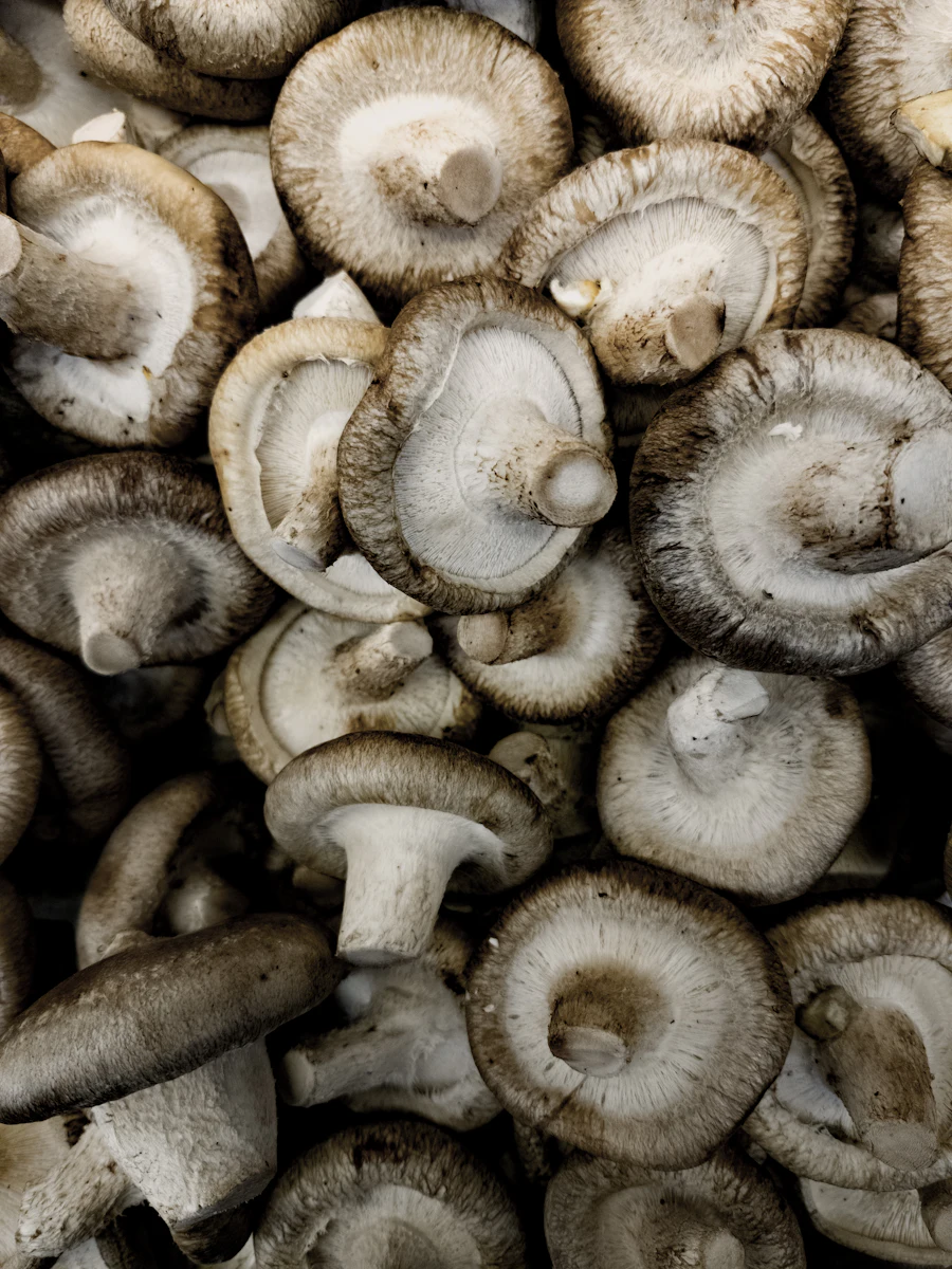 Shiitakes frescos recém-colhidos