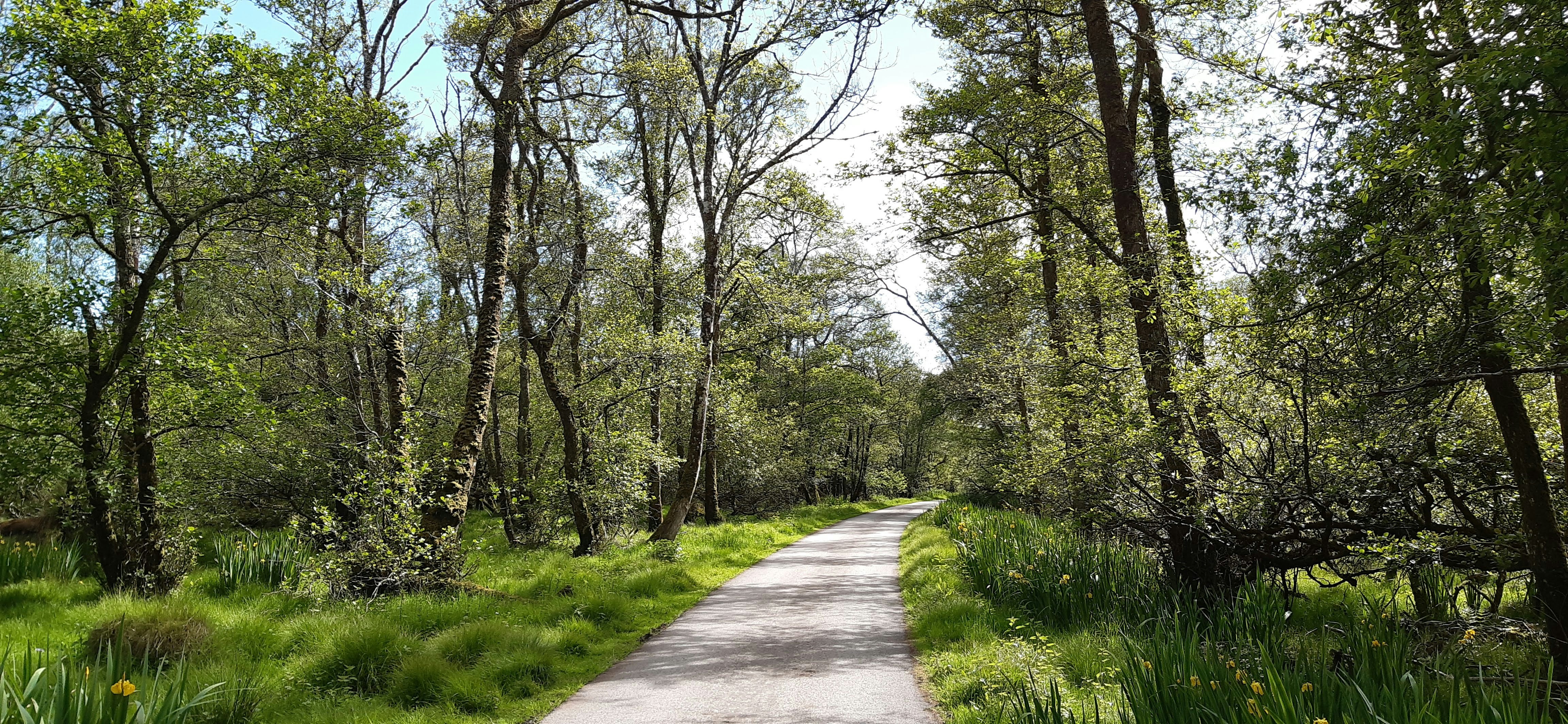 A path through a lush green forest