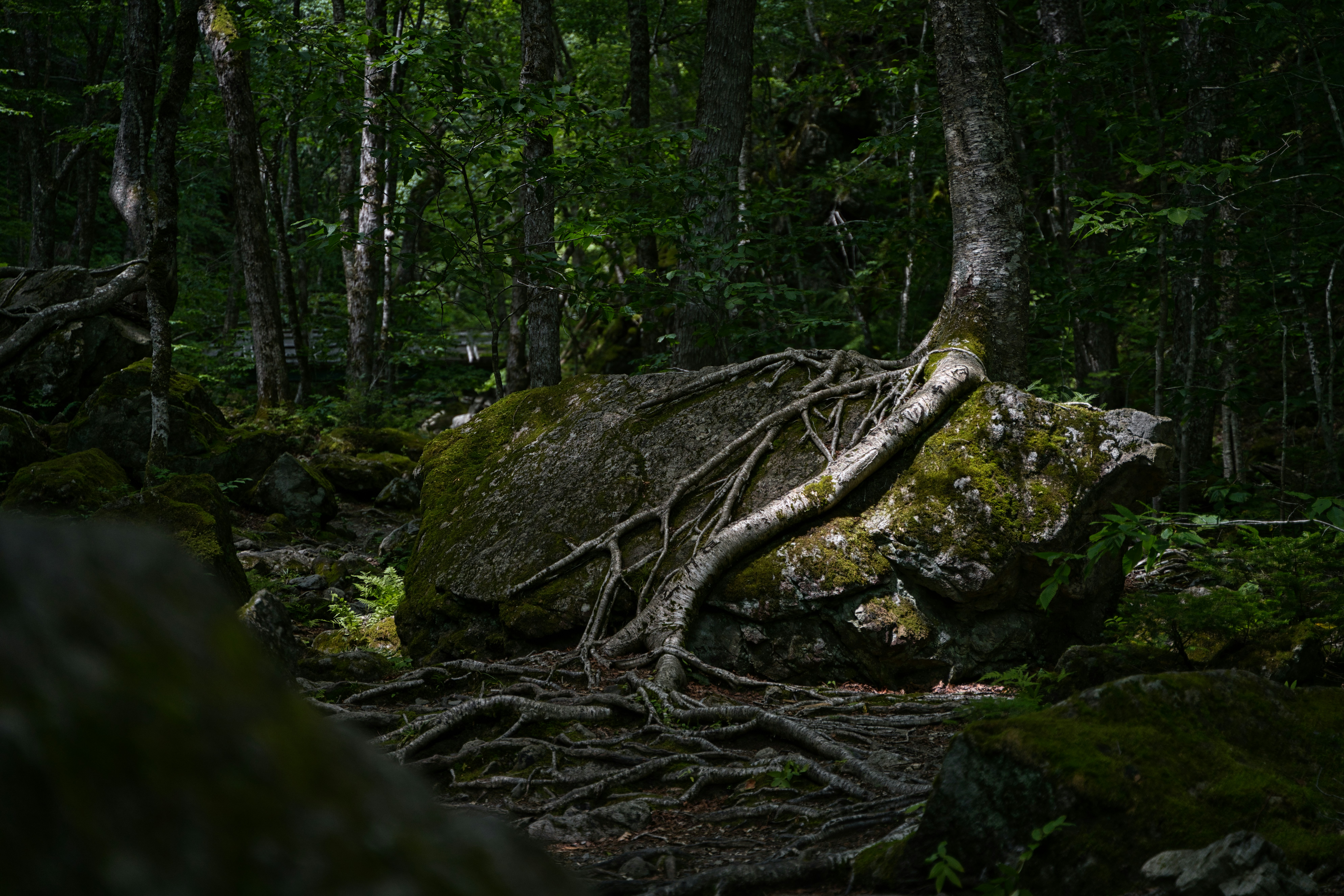 Tree roots growing over a mossy boulder in forest