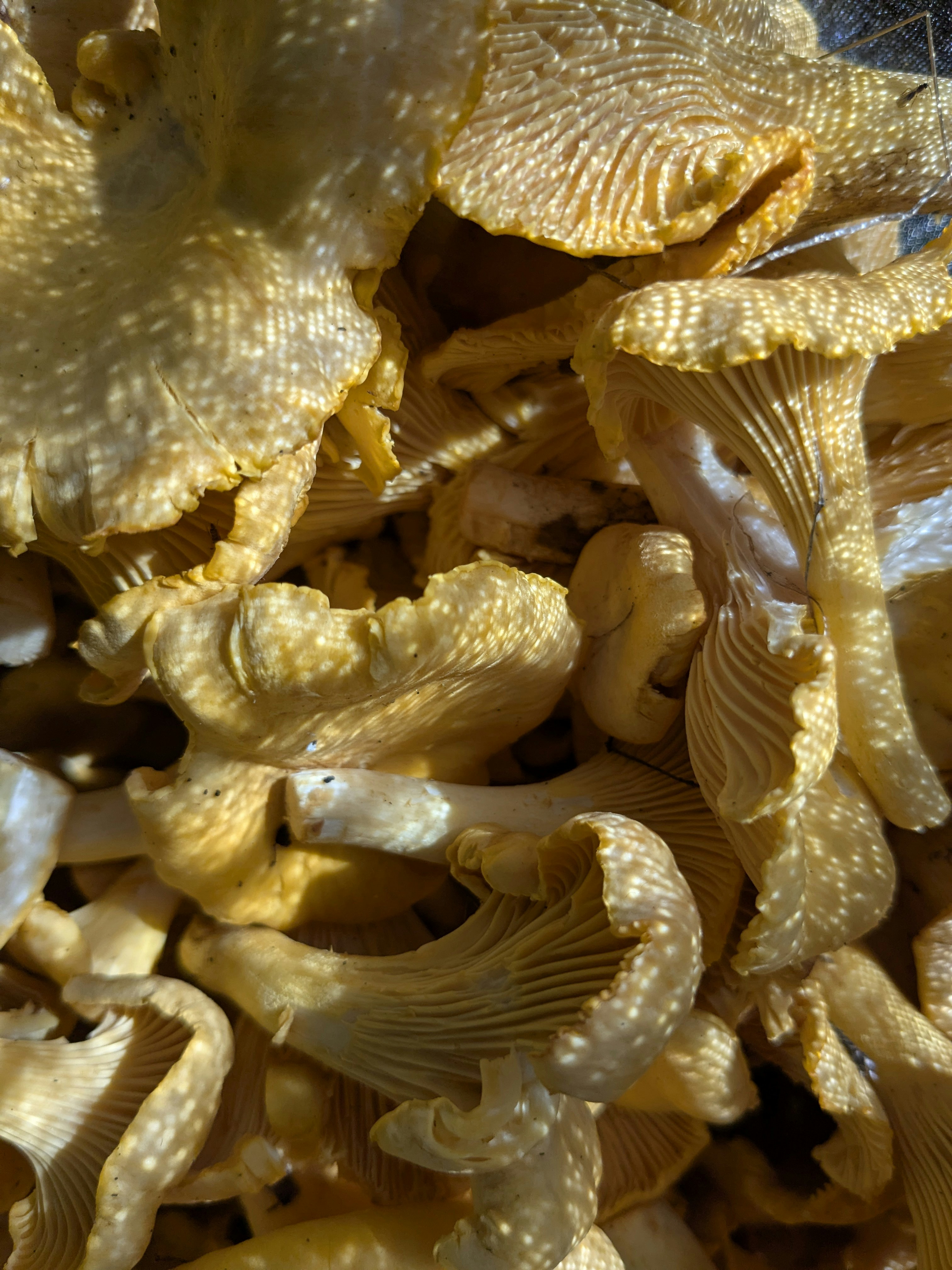 Photo by andrilliardbond