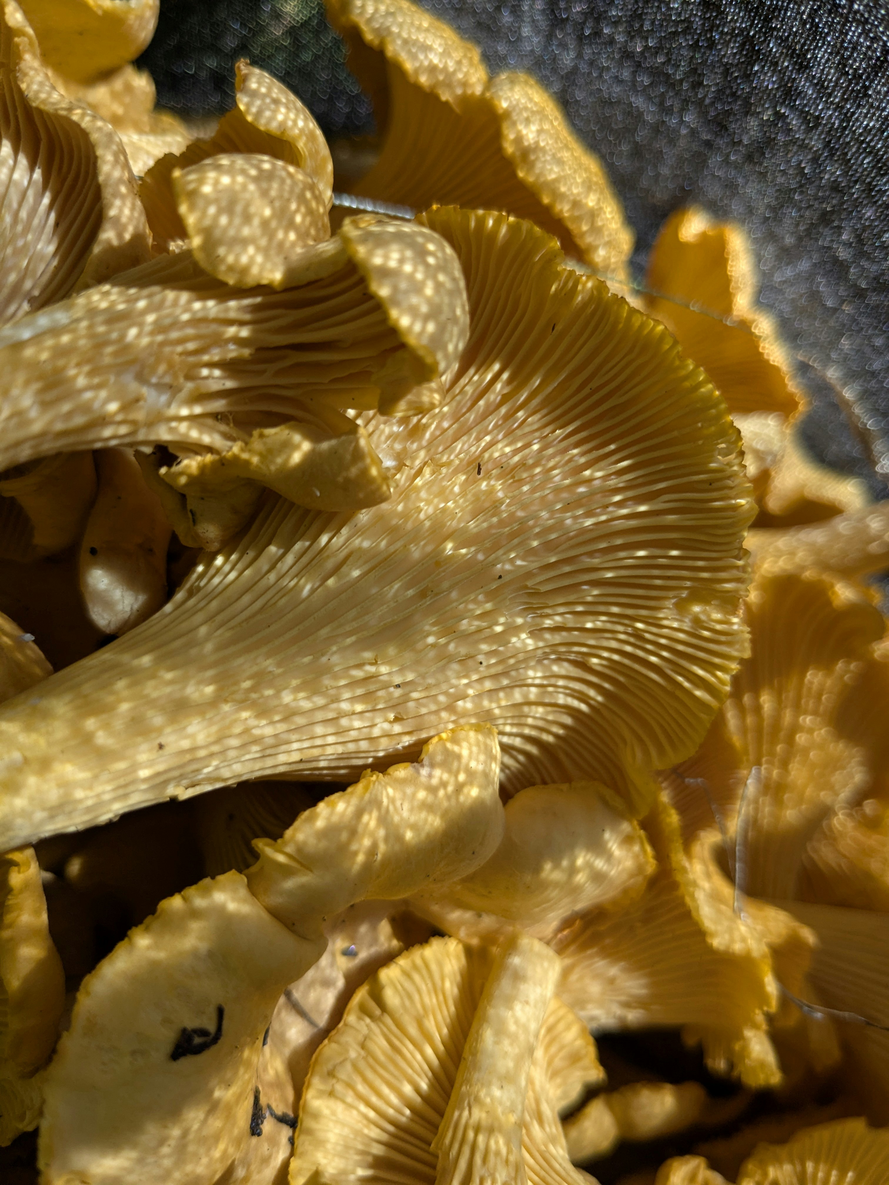 Photo by andrilliardbond