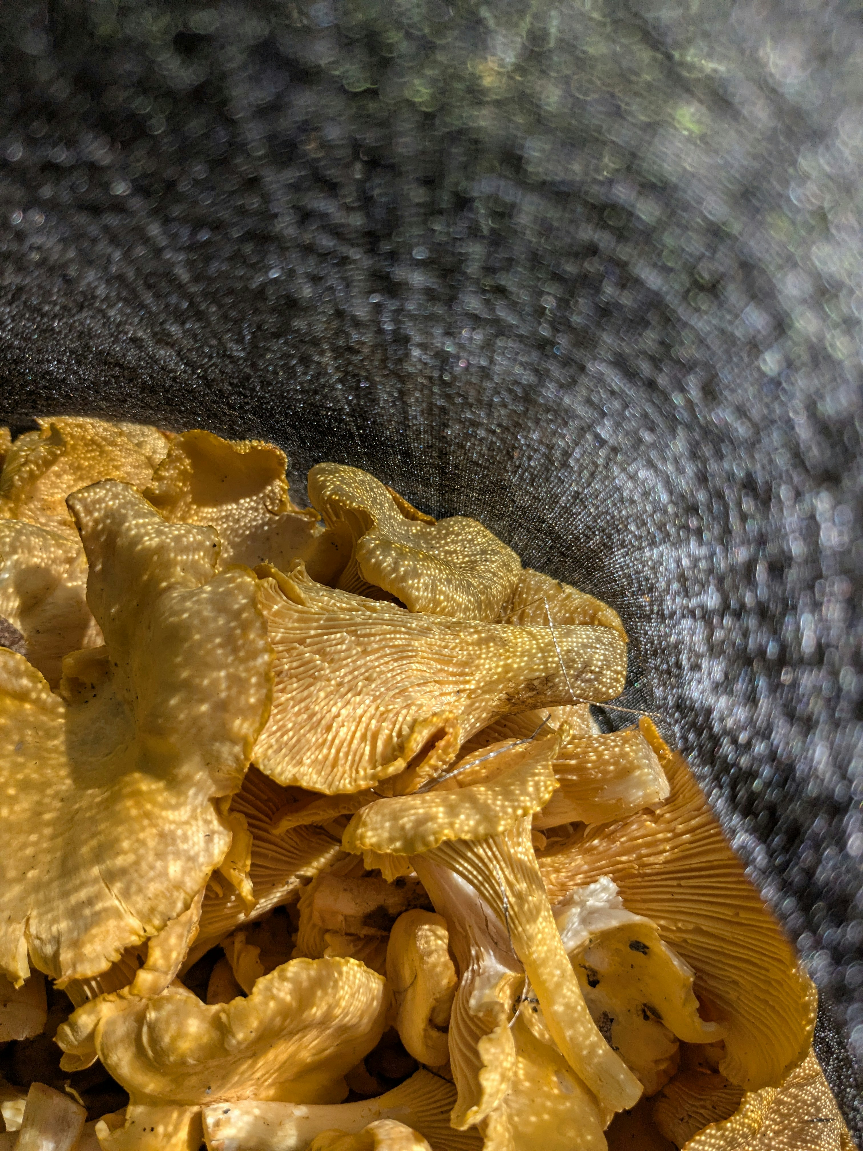 A collection of dried chanterelle mushrooms in a bowl