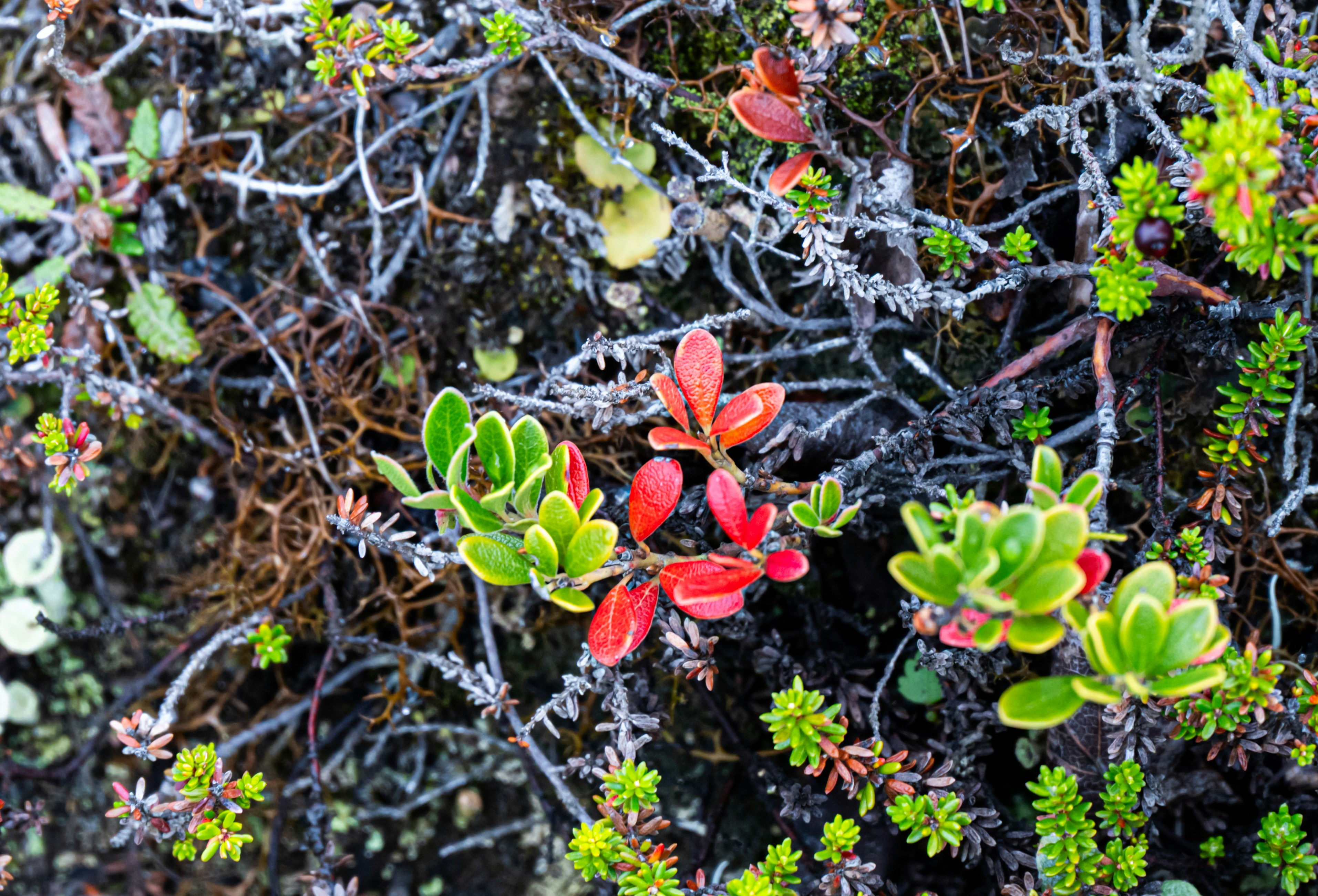 Photo by justmejuliee