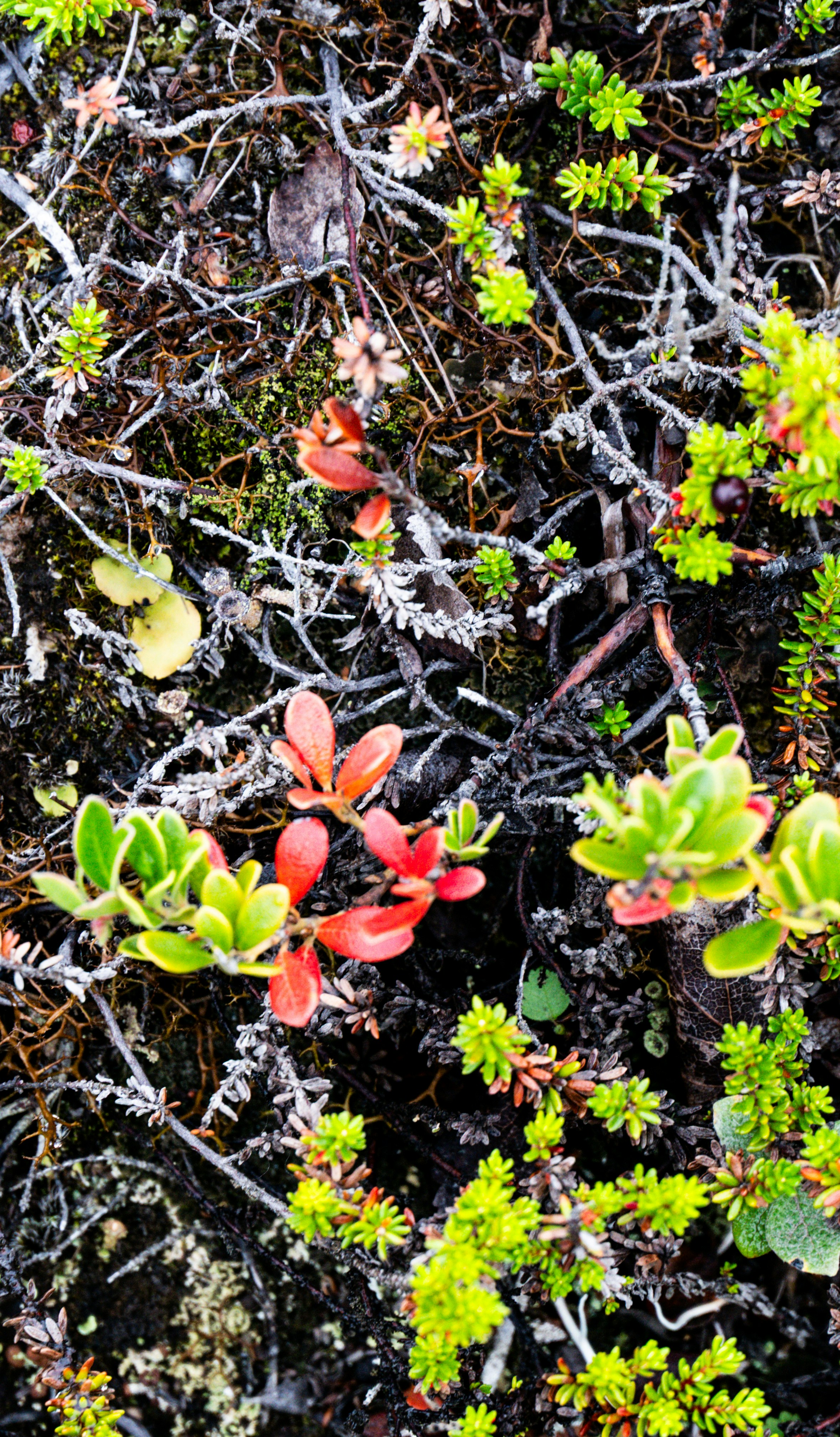 Photo by justmejuliee