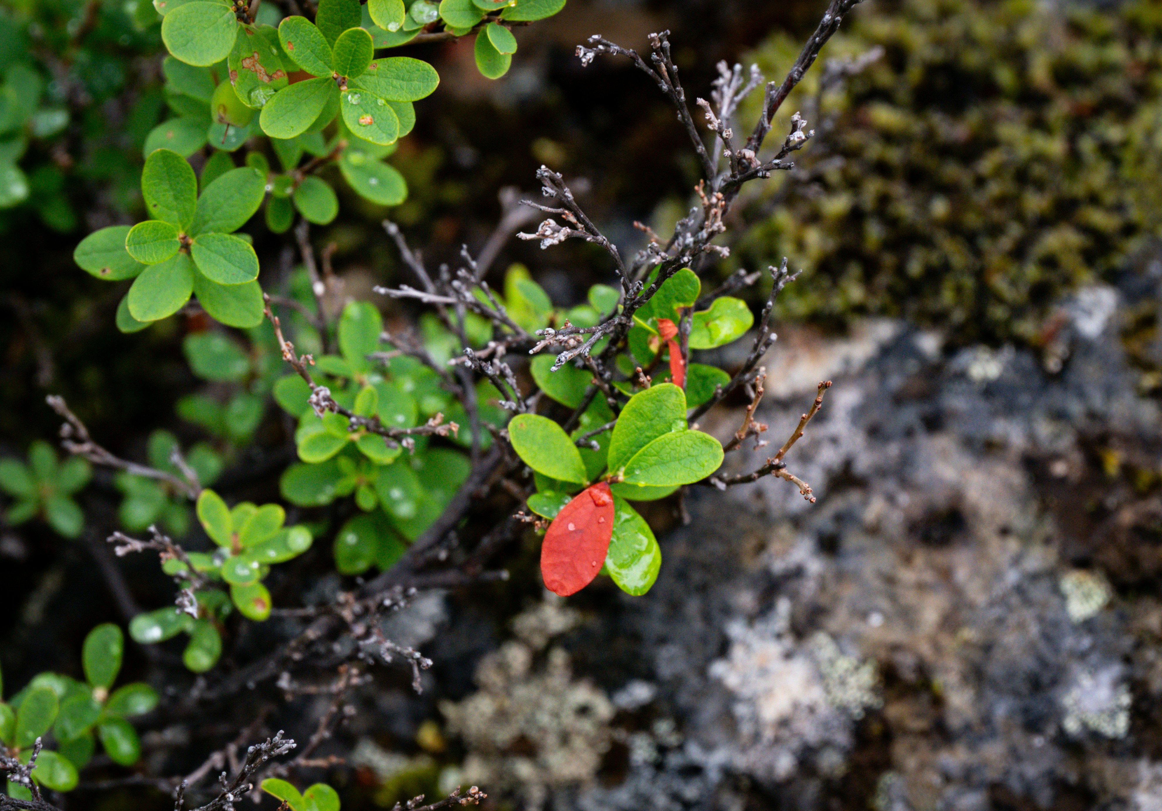 Photo by justmejuliee