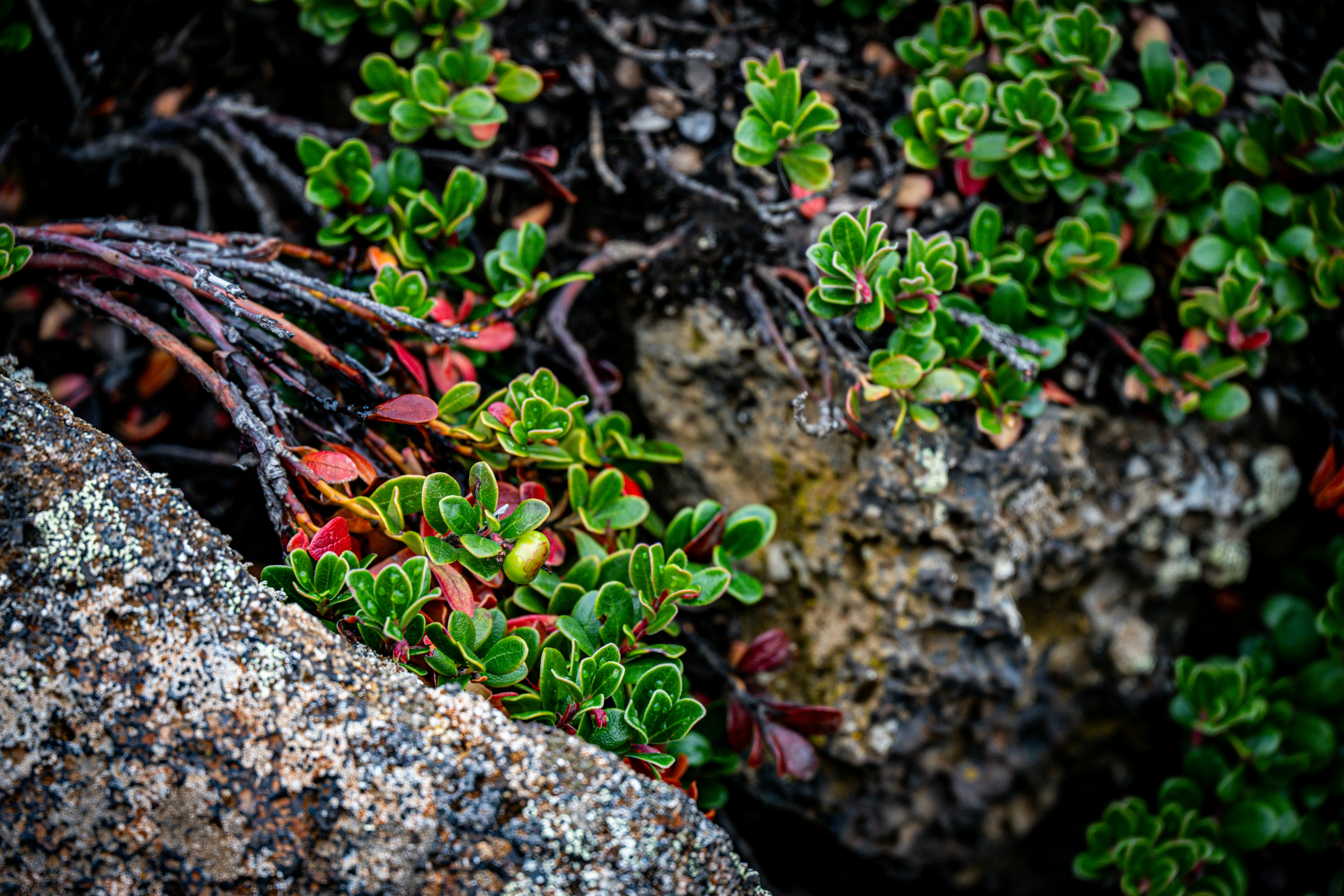 Photo by justmejuliee