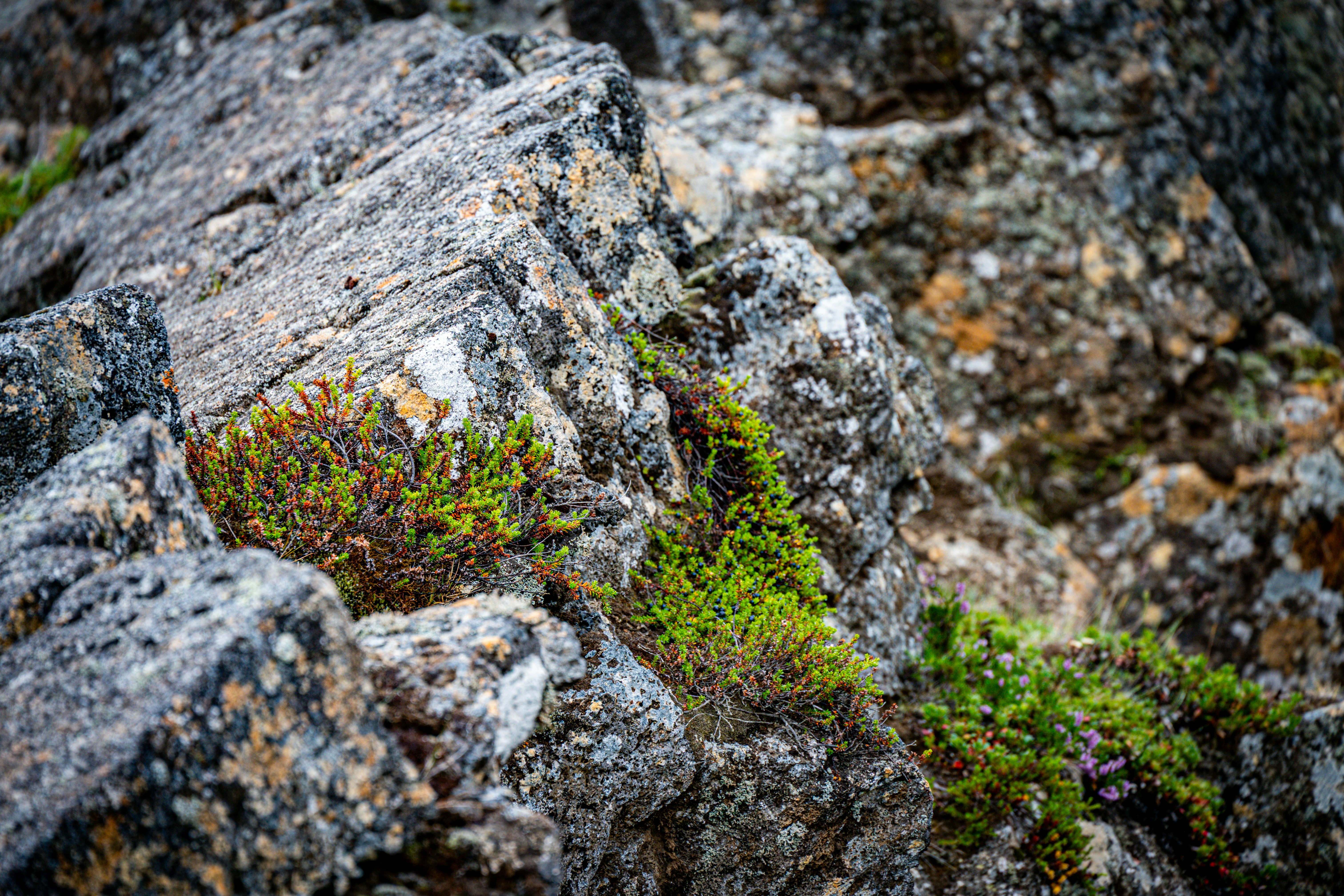 Photo by justmejuliee