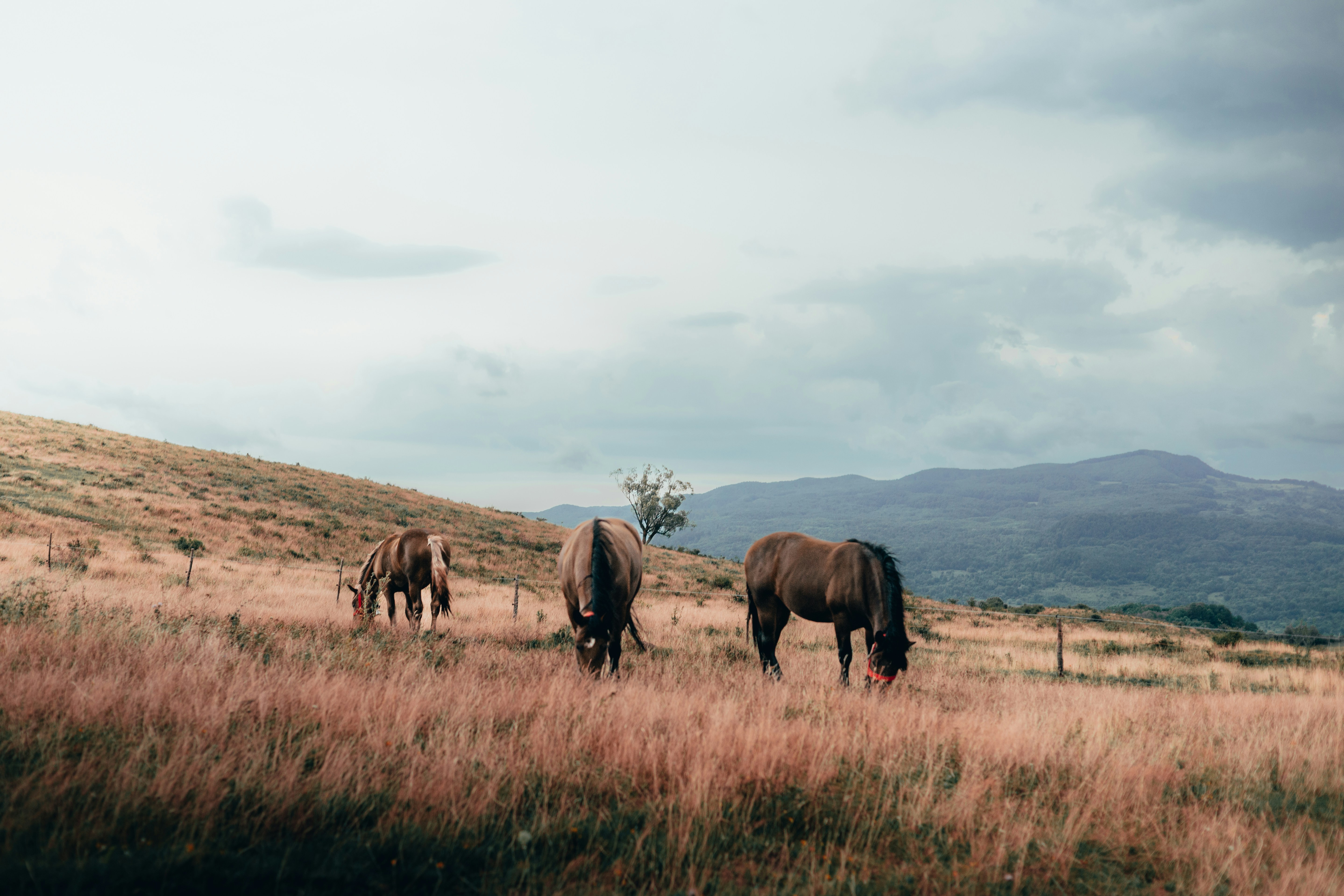 Three horses grazing in a grassy field