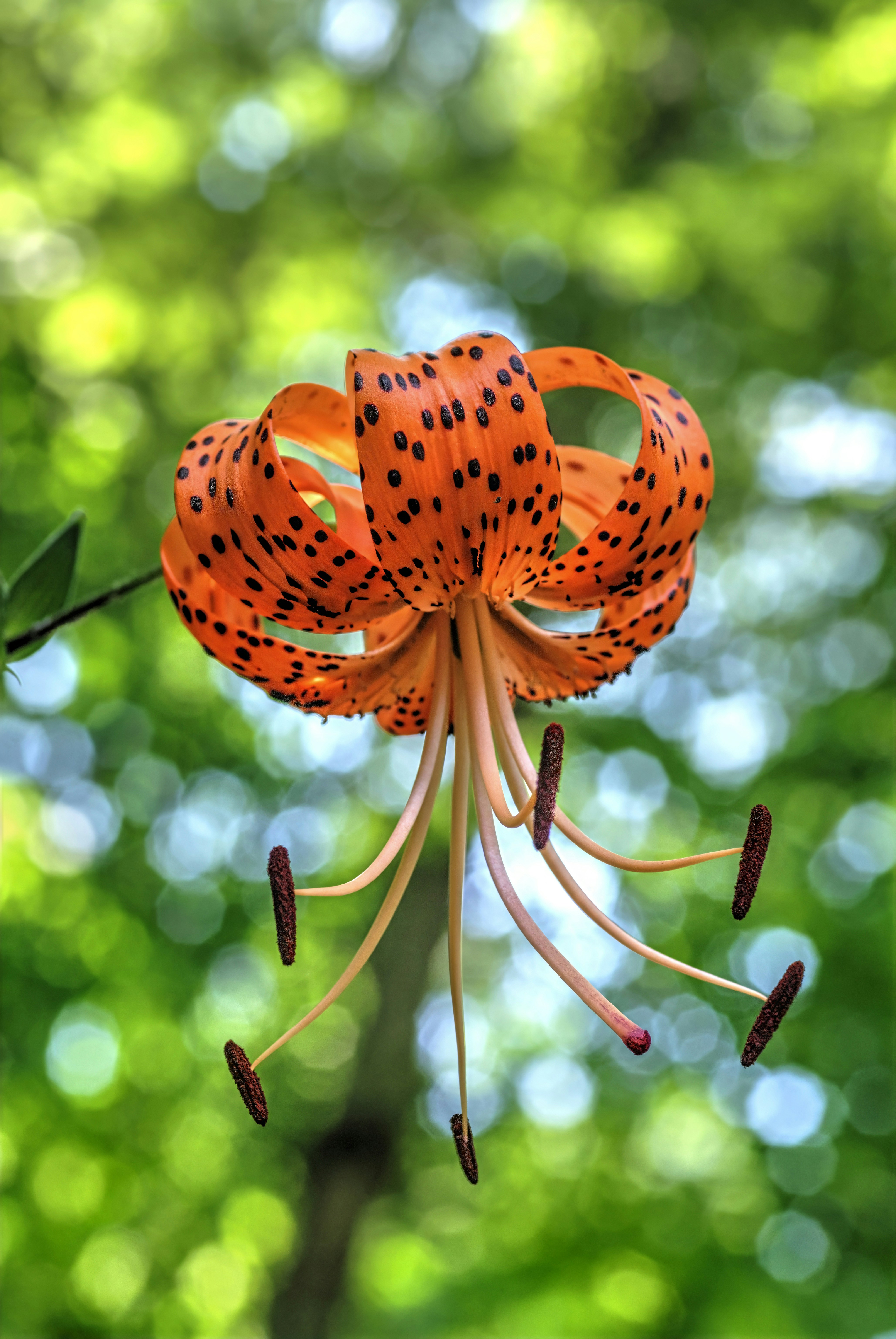 Lirio tigre naranja con fondo de bosque verde