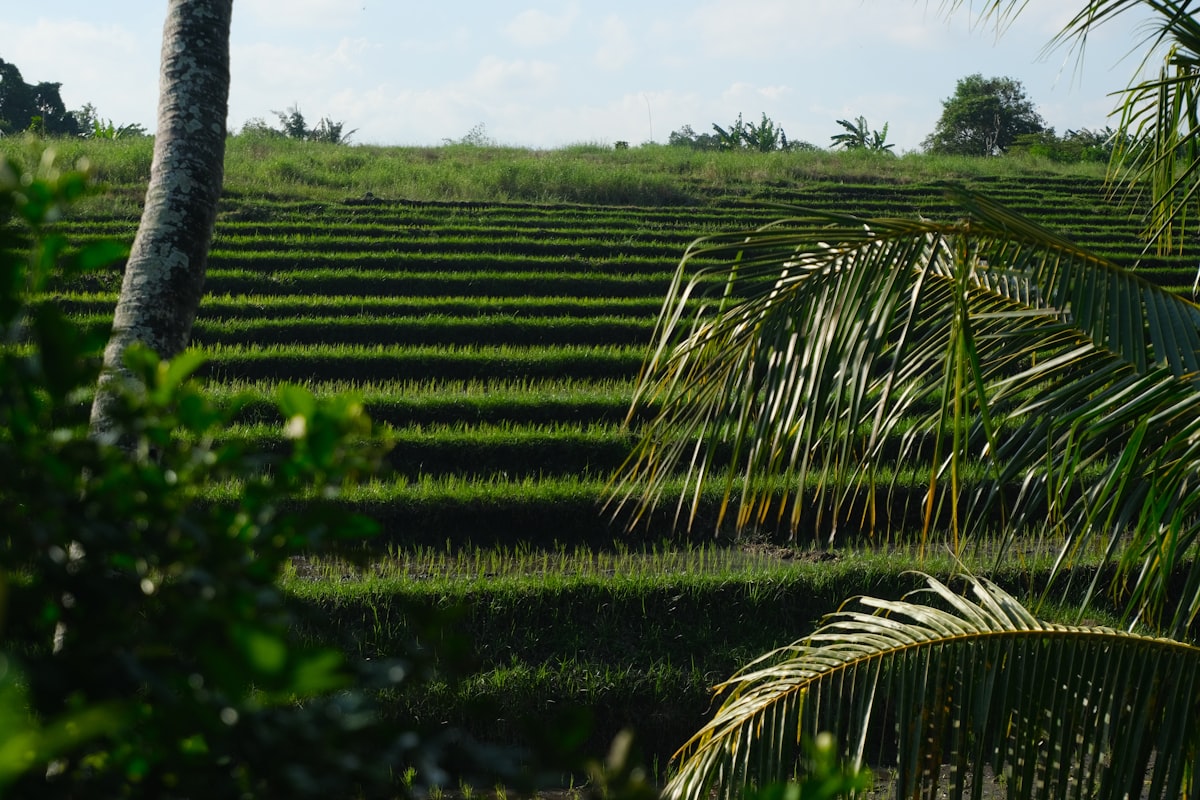 Lush green rice terraces climb the hillside in stepped layers, with palm trees visible among the vibrant emerald fields.. Photo by Anil Baki Durmus on Unsplash.