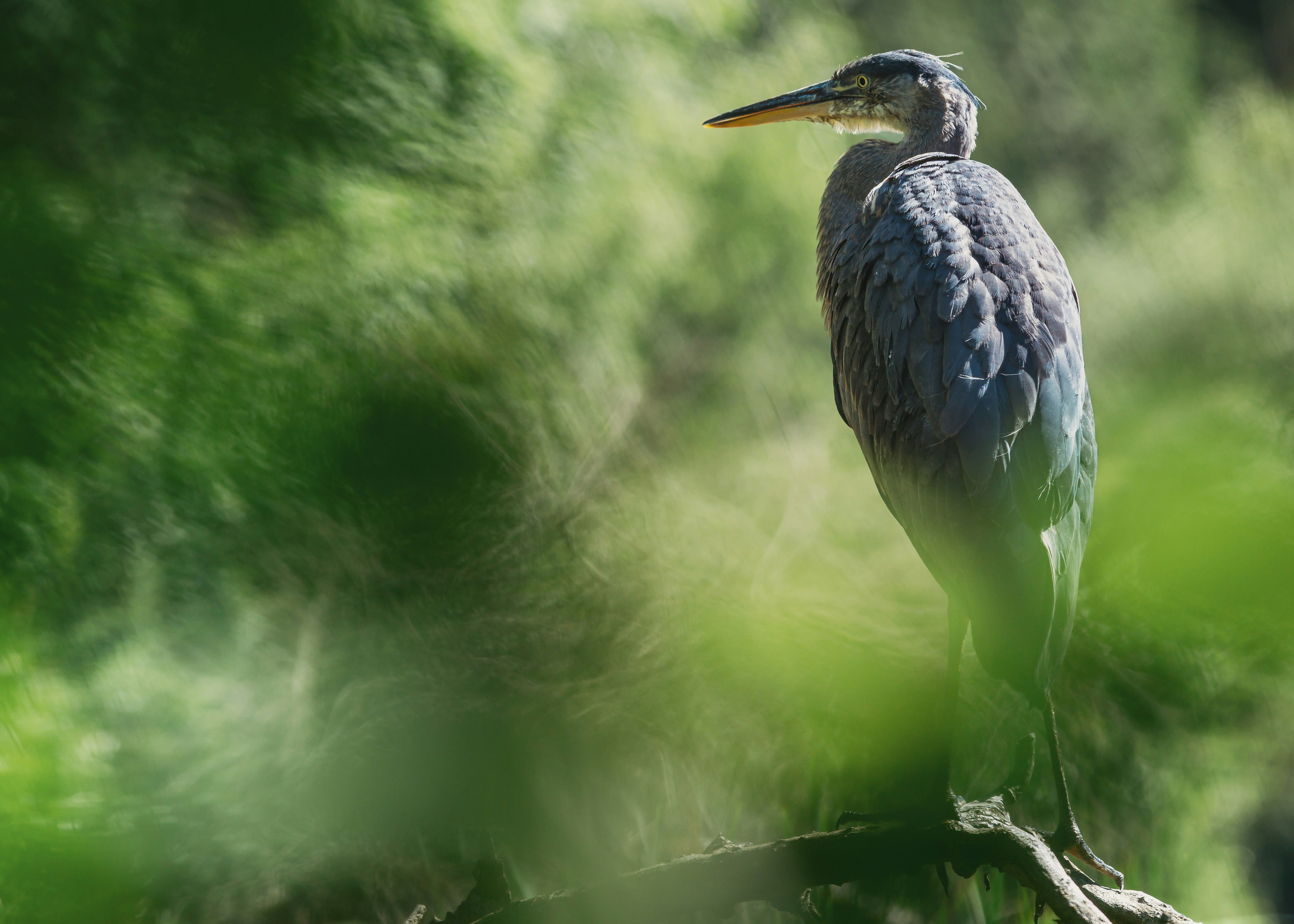 Photo by albertstoynov