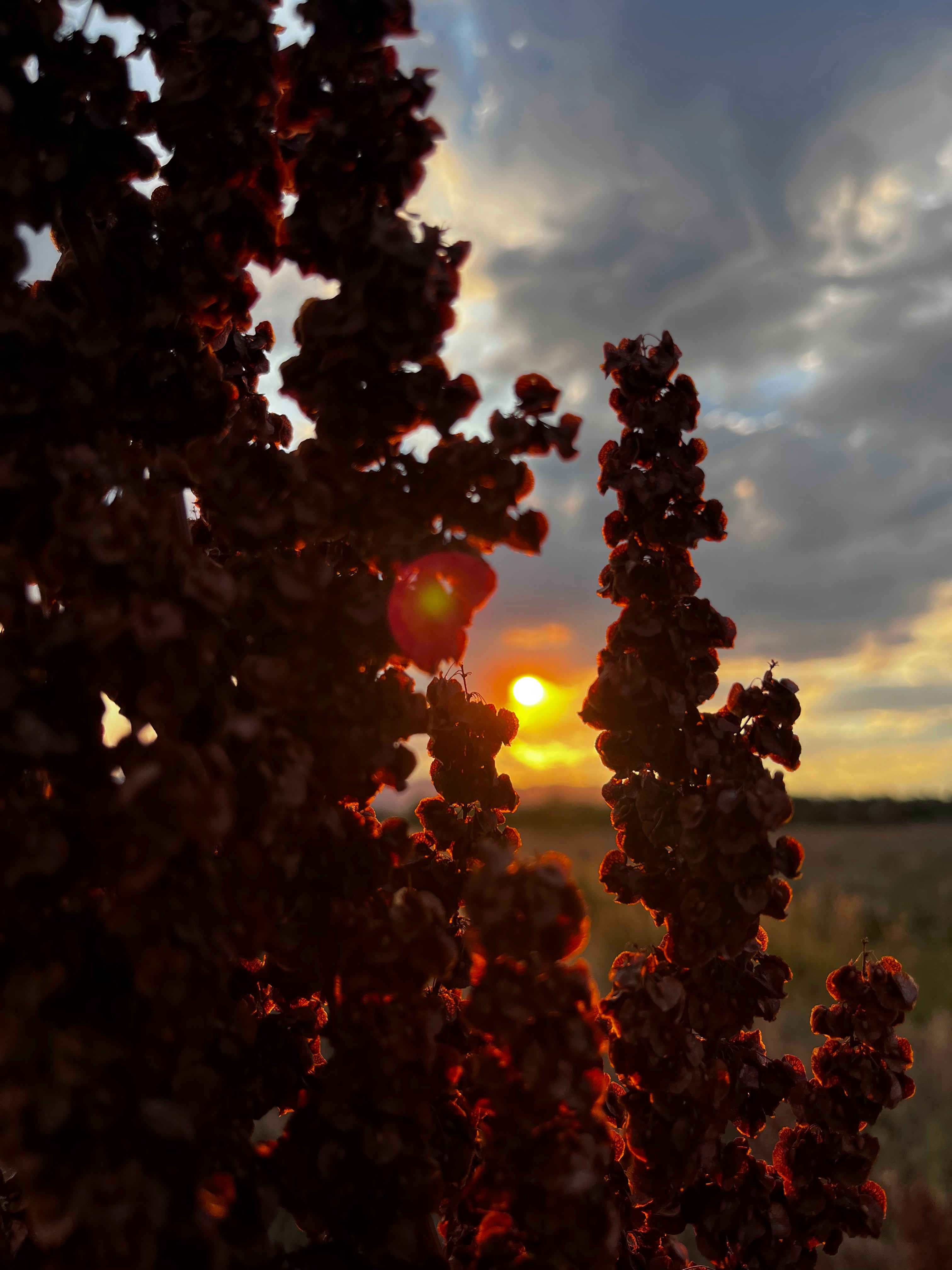 Sunset viewed through silhouetted branches