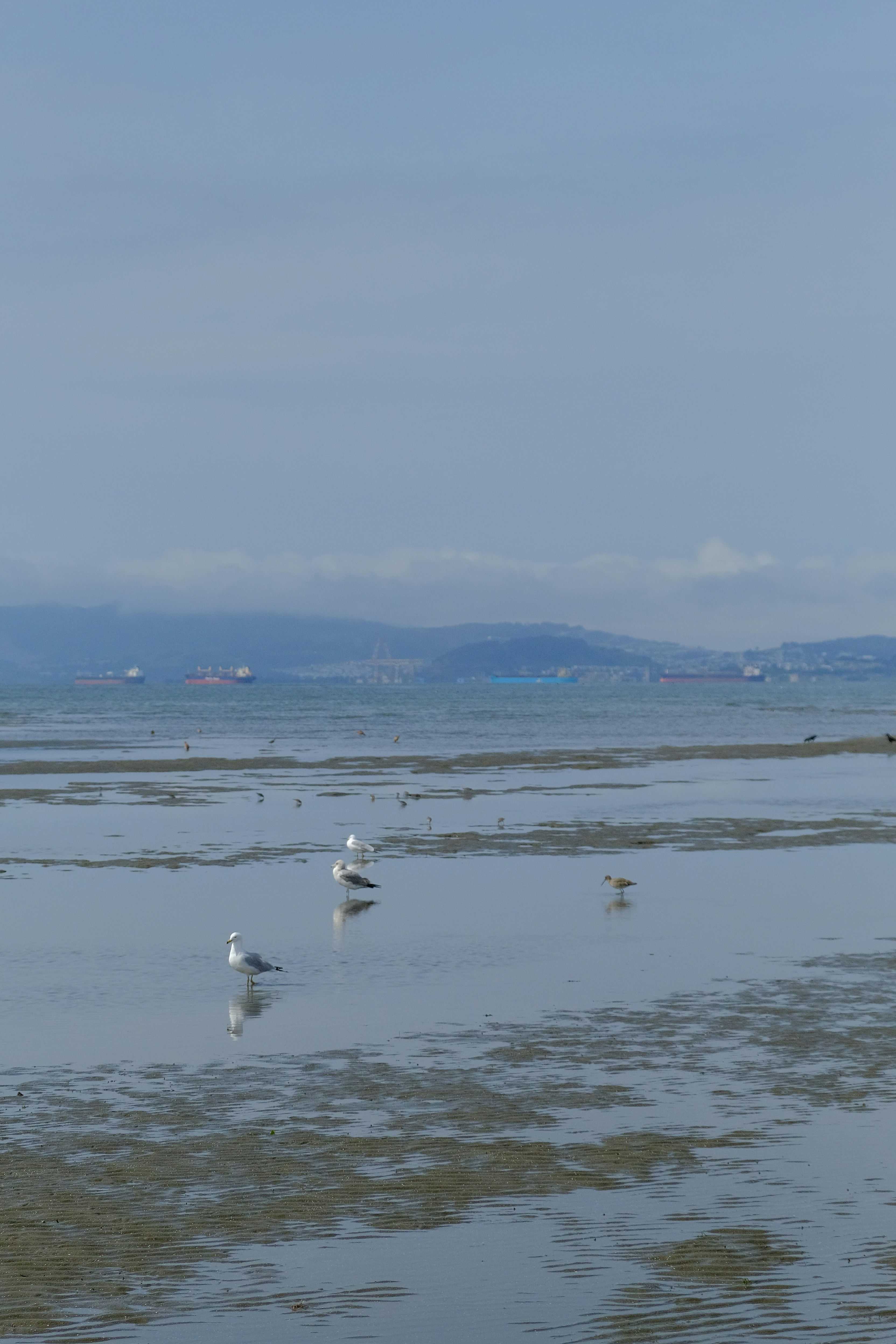Seagulls stand on a wet sandy beach with distant ships.