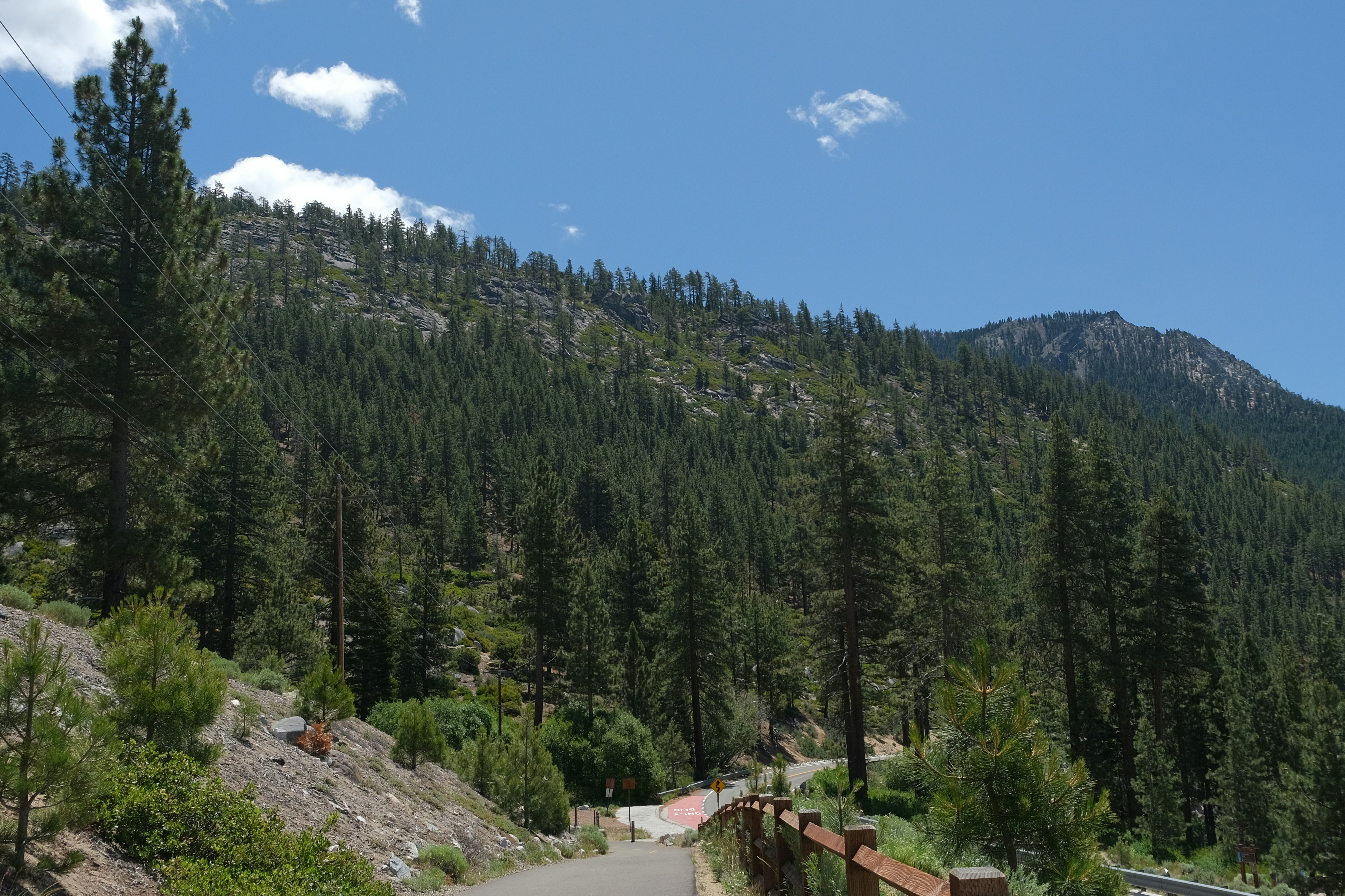 Road winding through a dense pine forest on a mountain