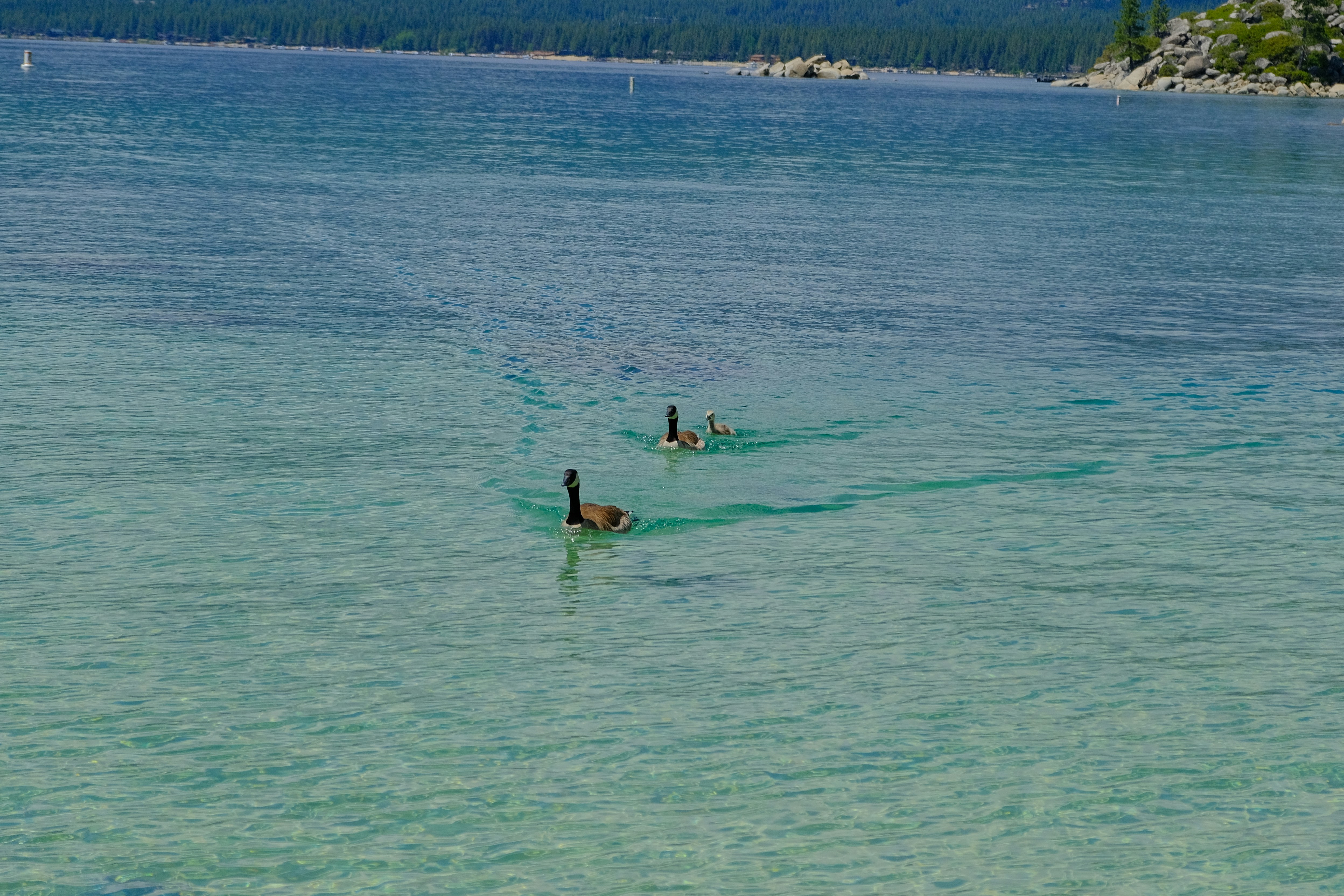 Two geese swim in clear blue lake water