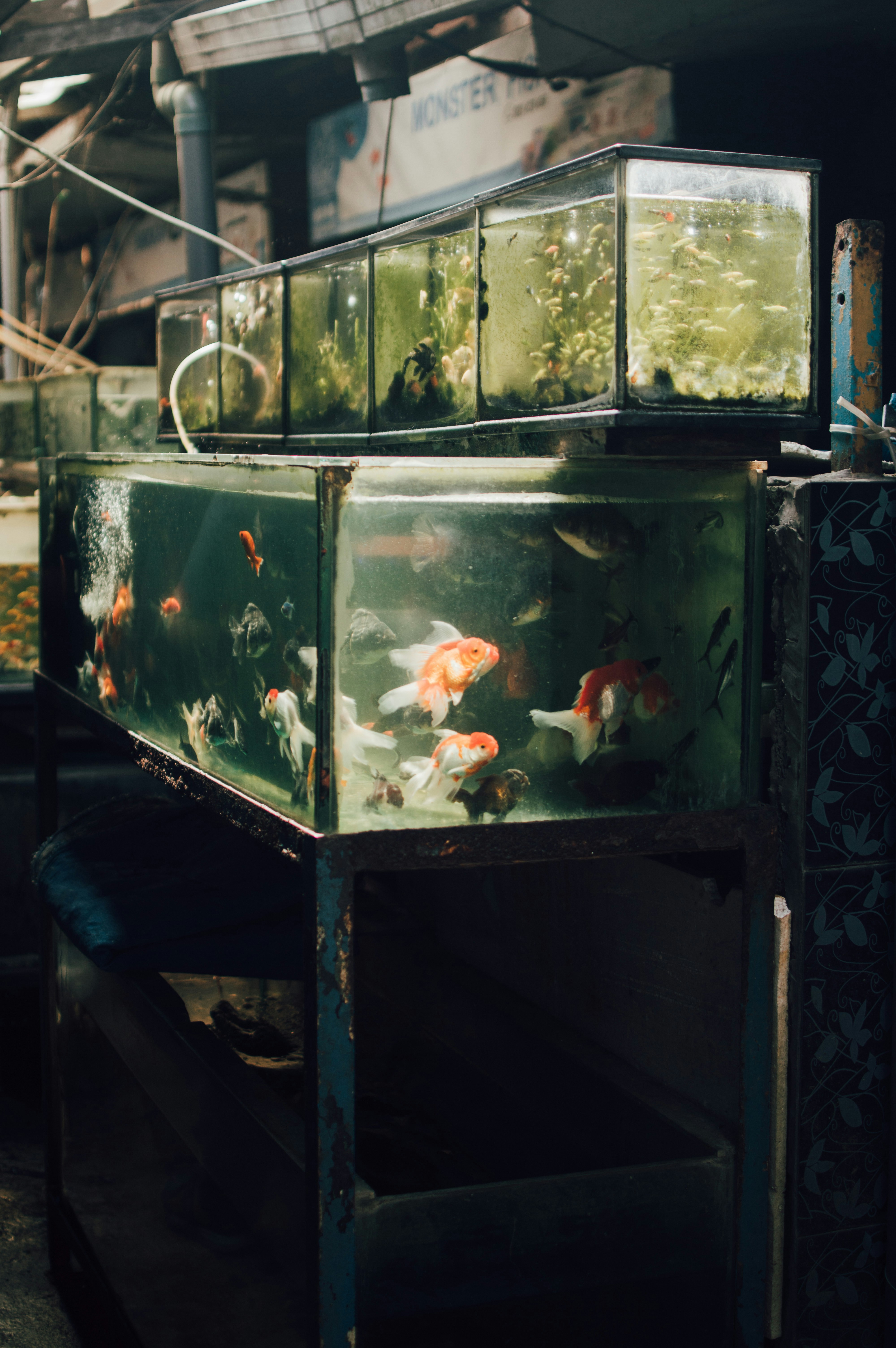 Several fish tanks stacked on shelves with fish.