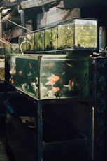 Several fish tanks stacked on shelves with fish.