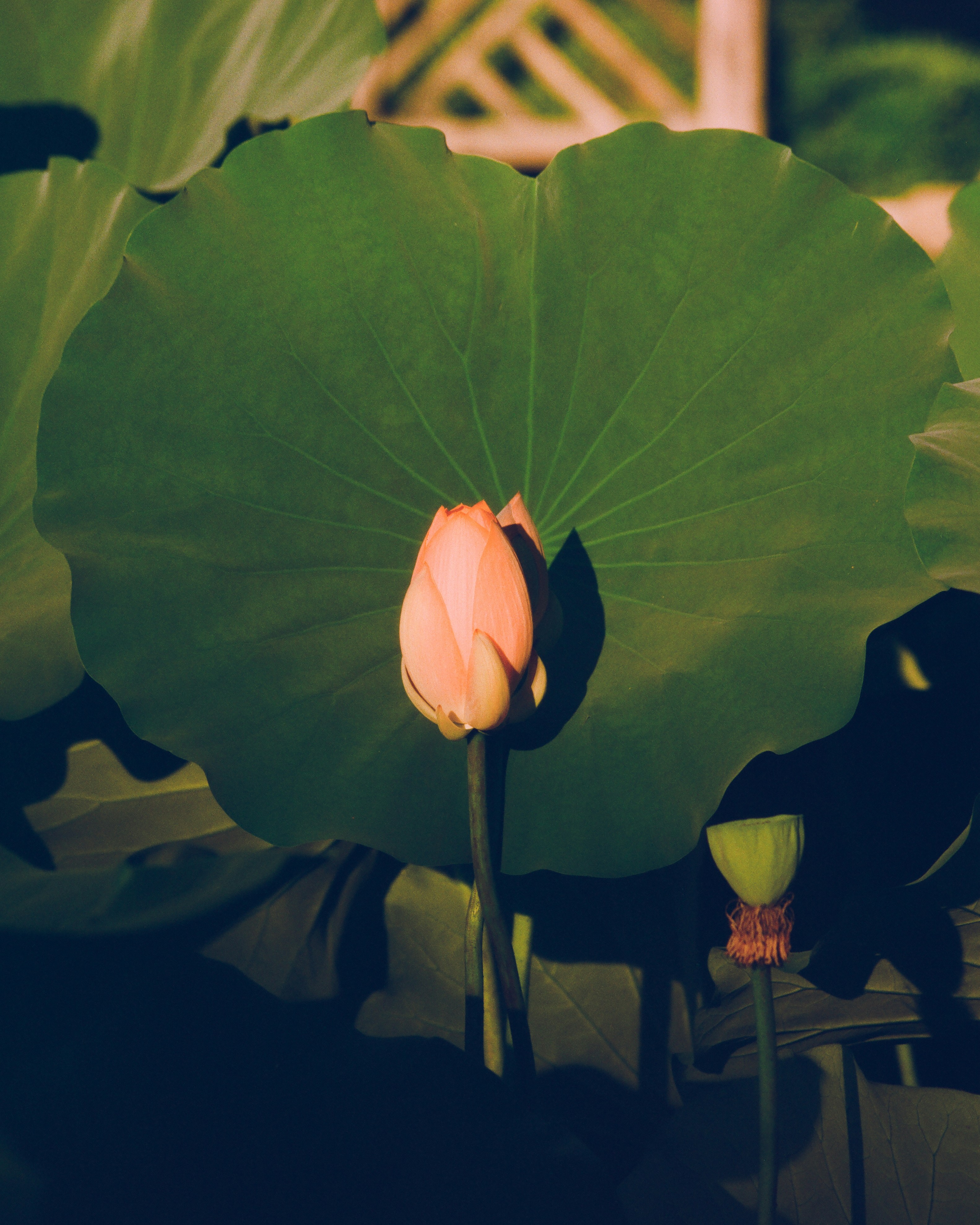 A closed pink lotus flower bud behind a large leaf.