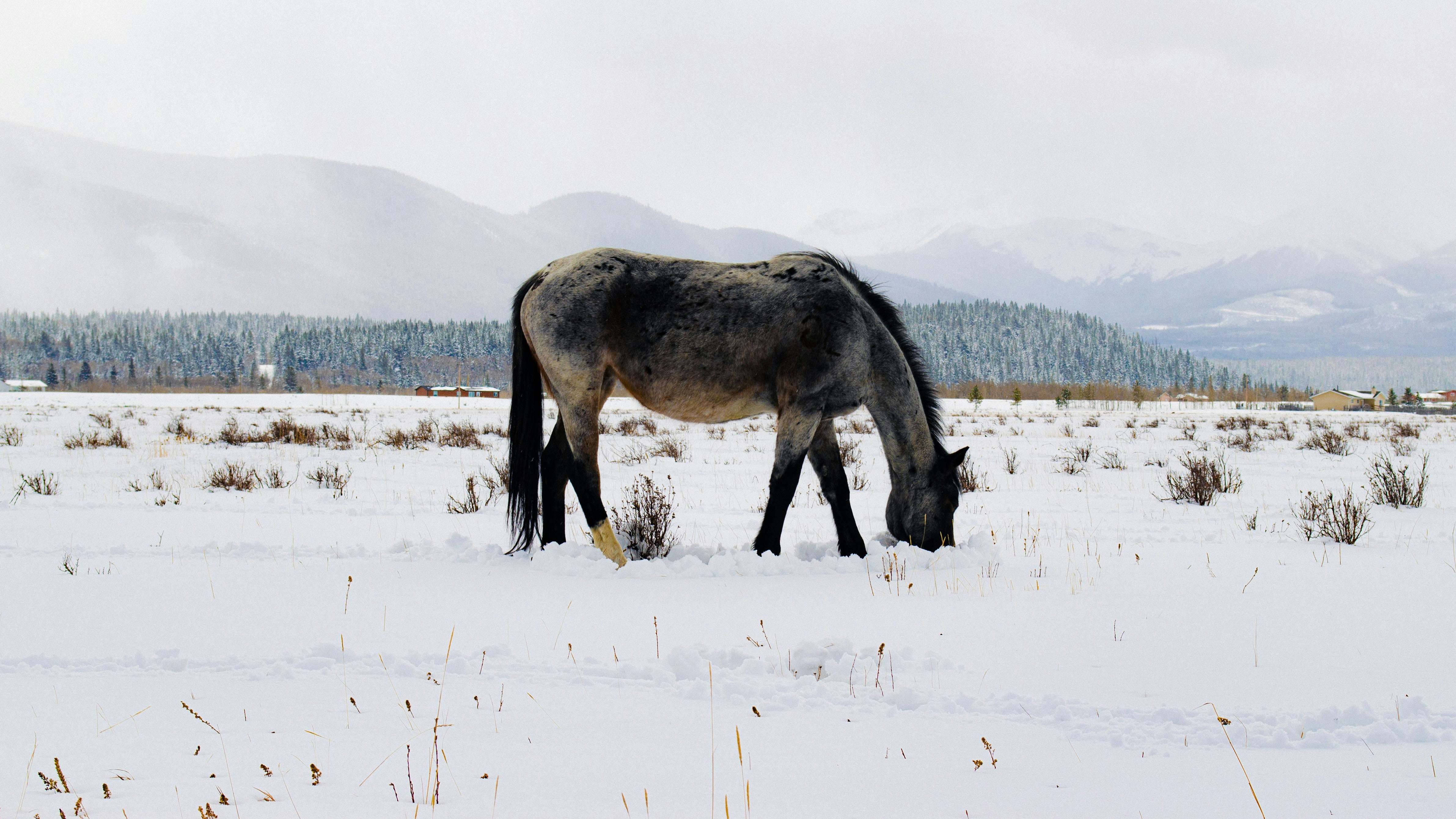 Photo by dmytro_yarish