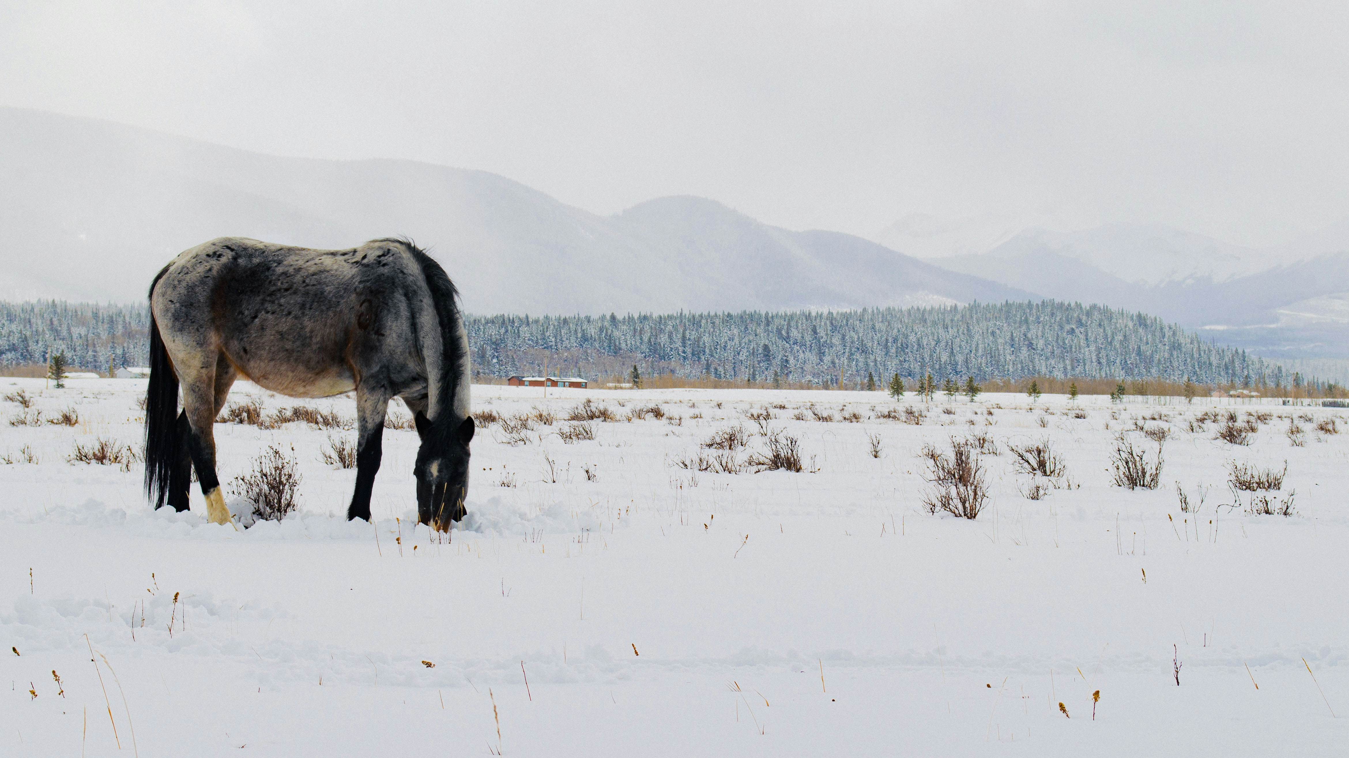 Photo by dmytro_yarish