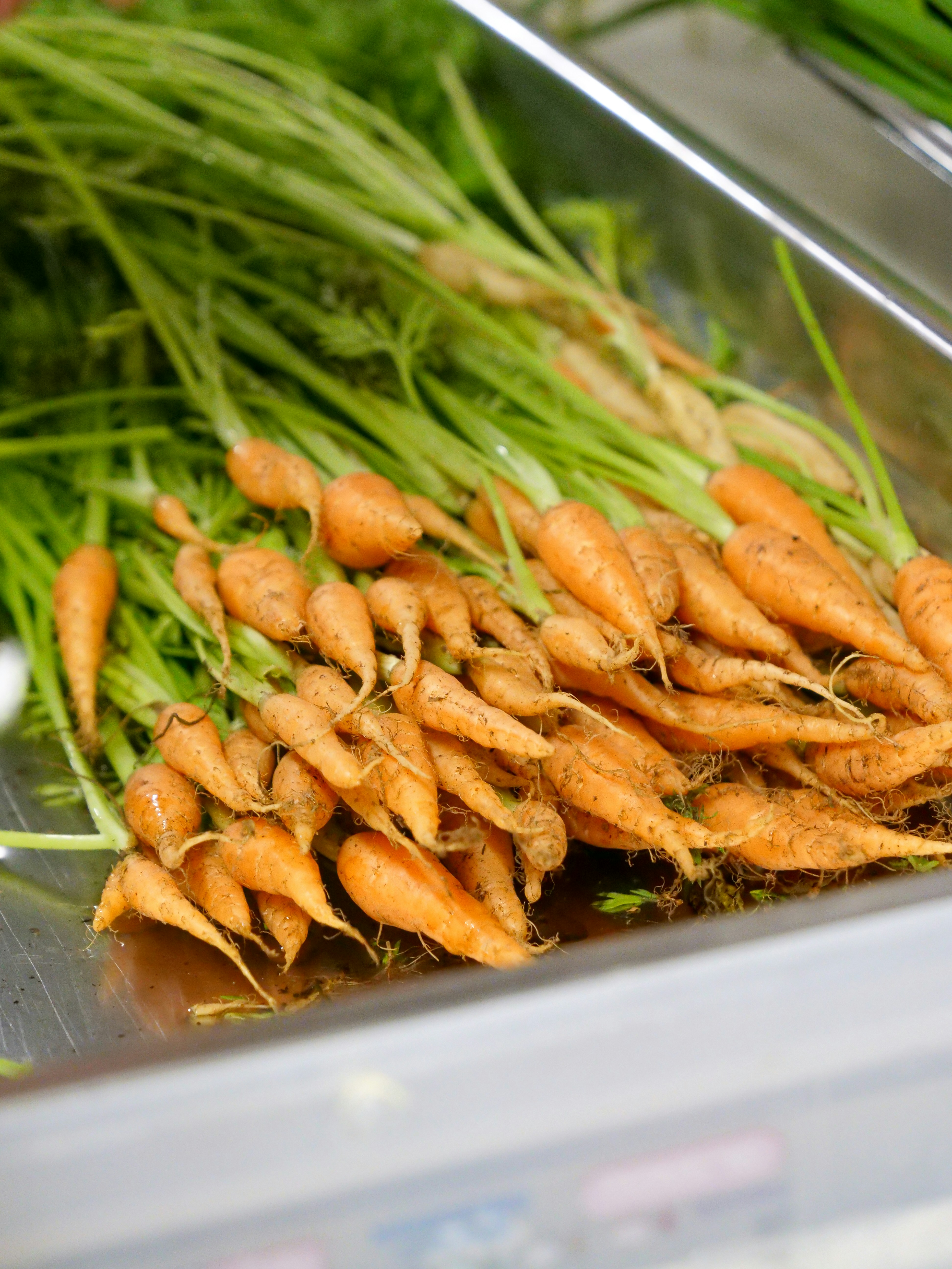 Fresh baby carrots with green tops in a metal bin