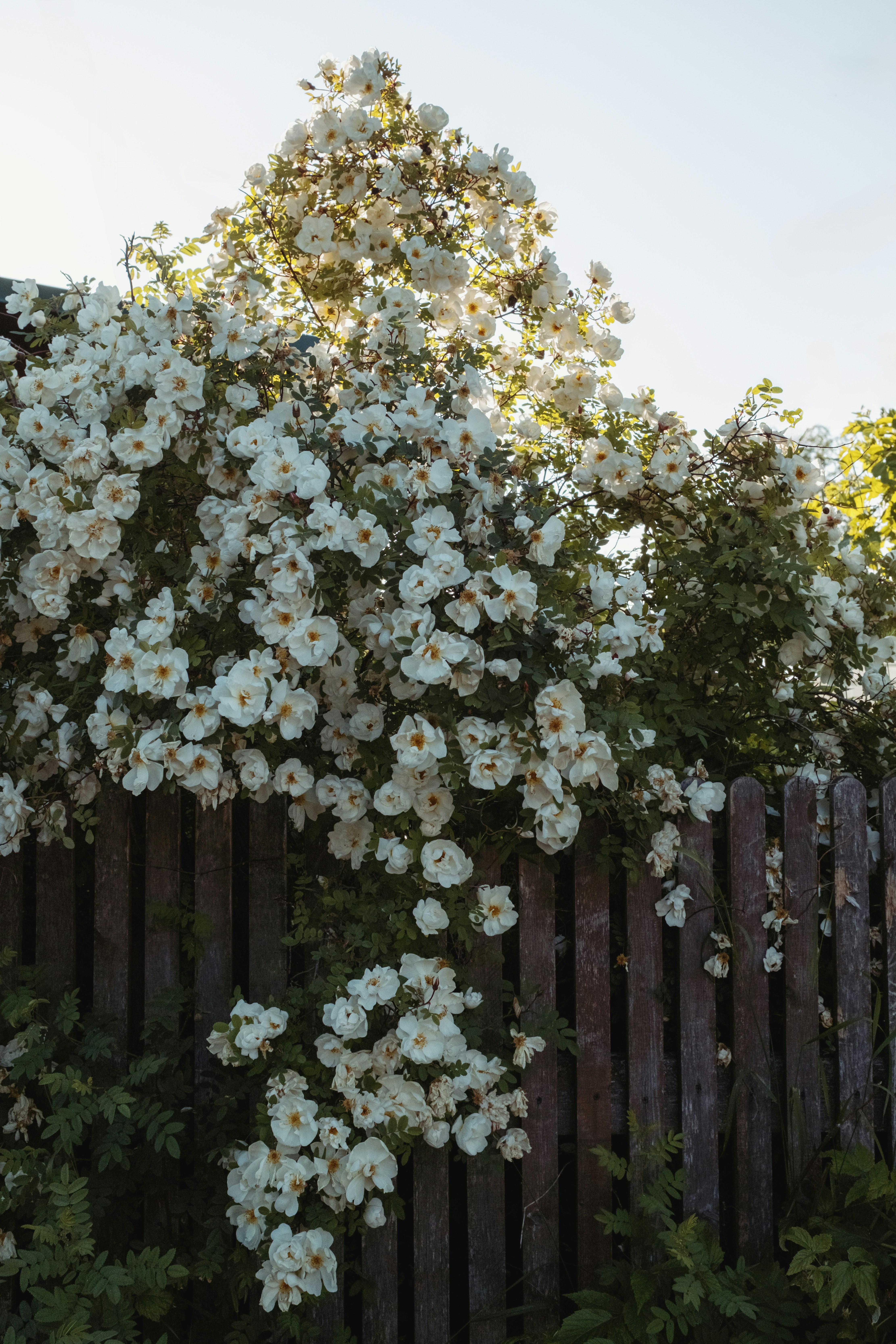 Photo by evil_bumblebee