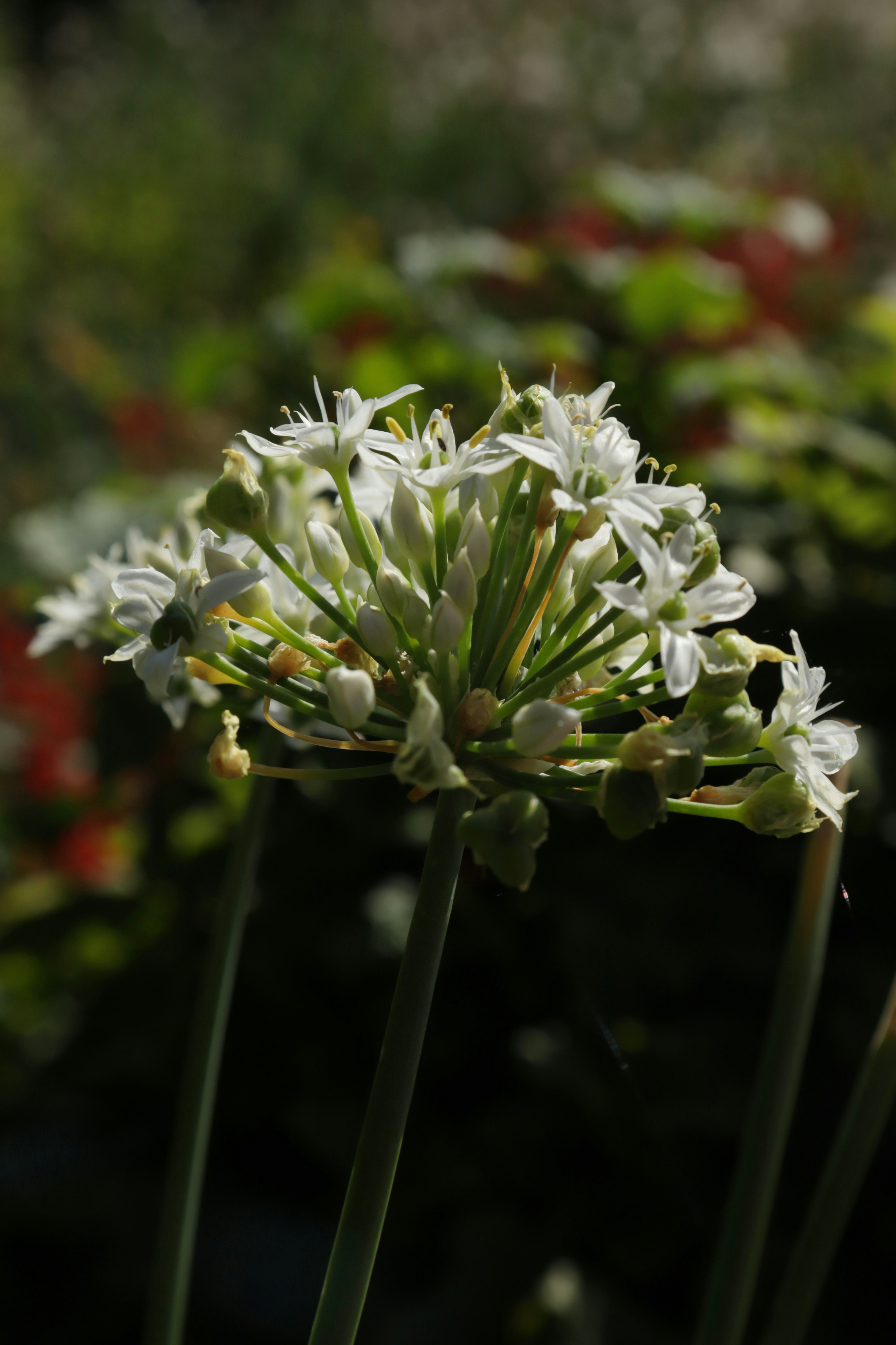 Un racimo de pequeñas flores blancas en un tallo.