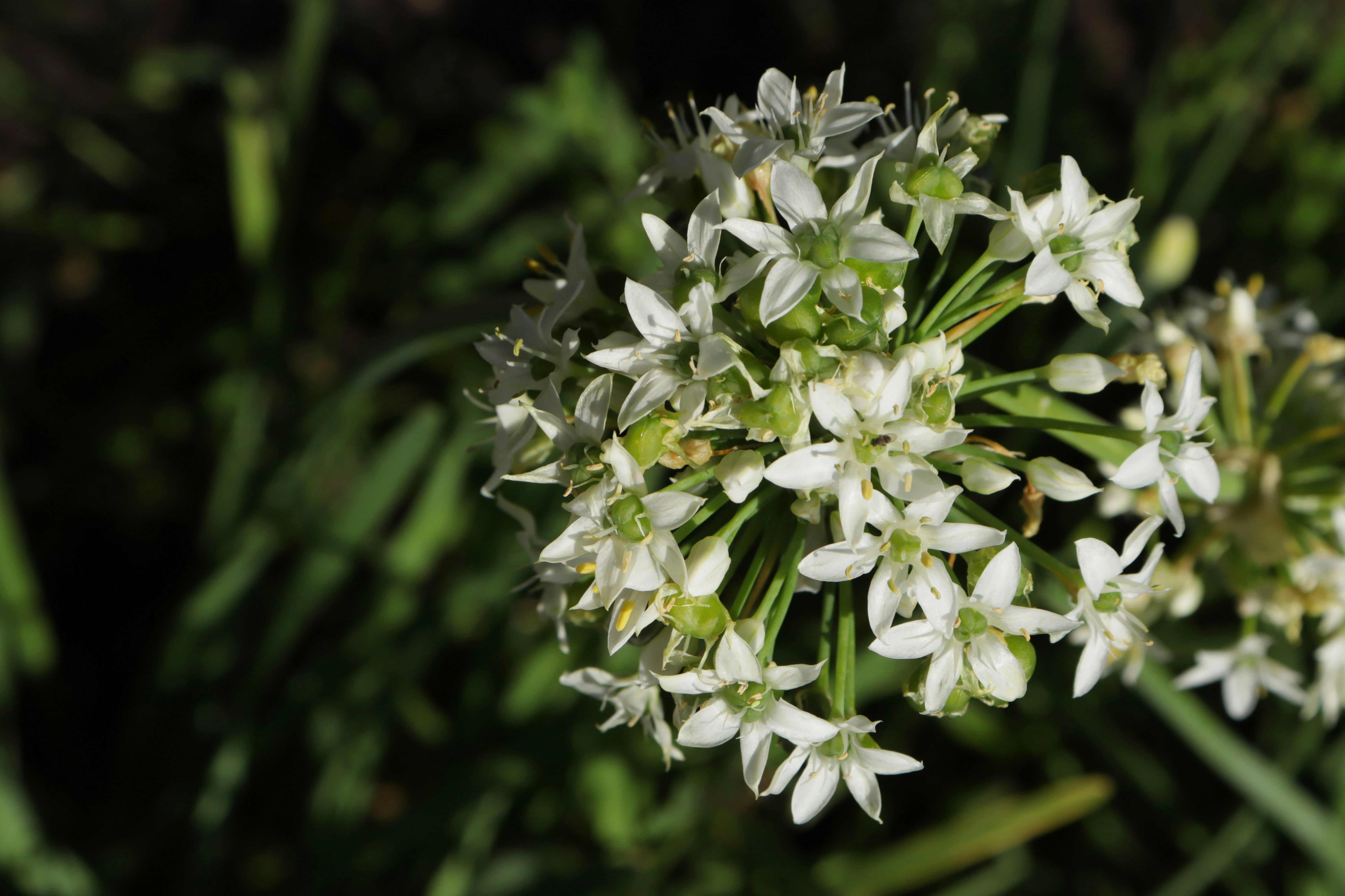 Photo by bored_mongoose