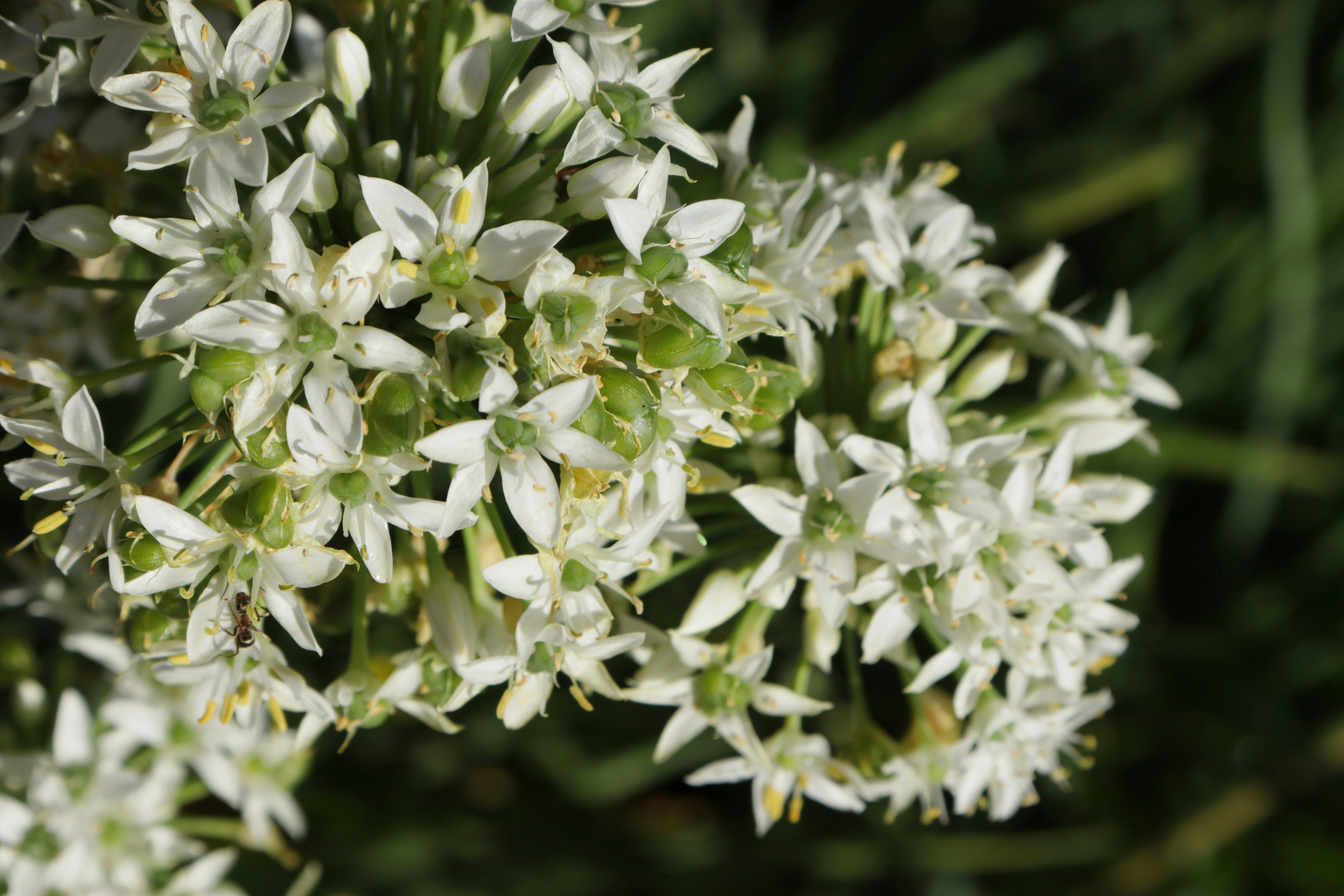 Photo by bored_mongoose