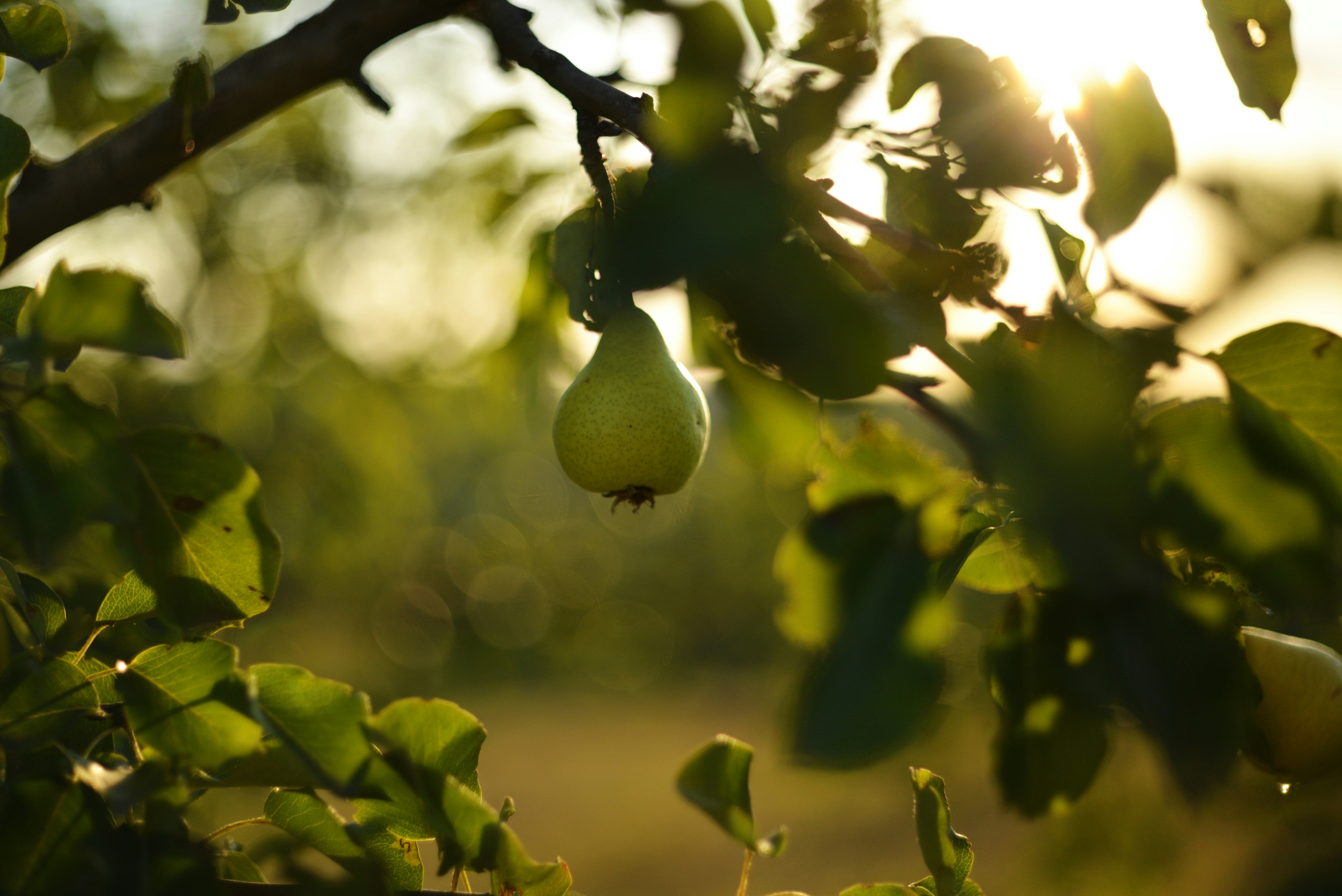 Photo by cherstve_pechivo