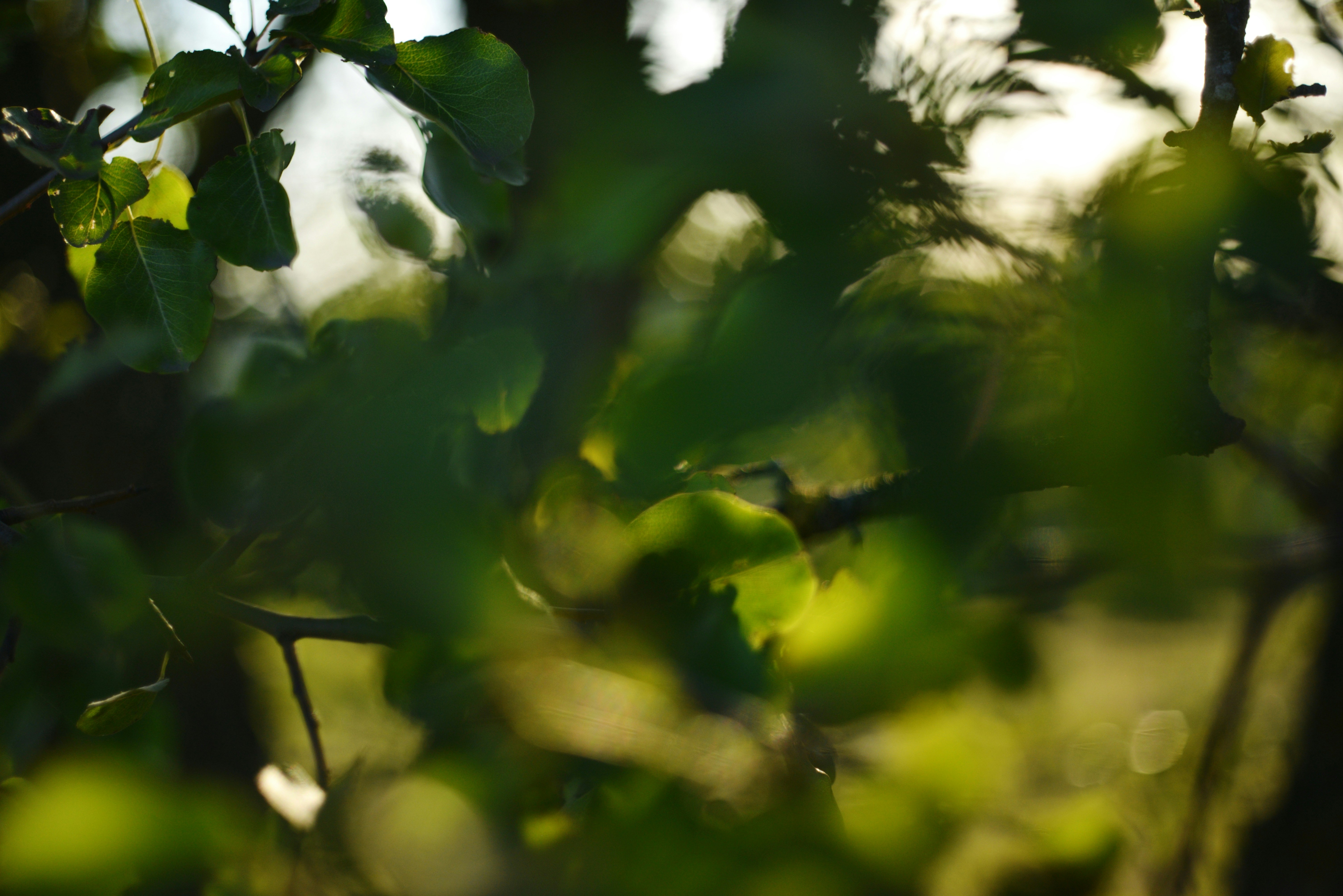 Photo by cherstve_pechivo