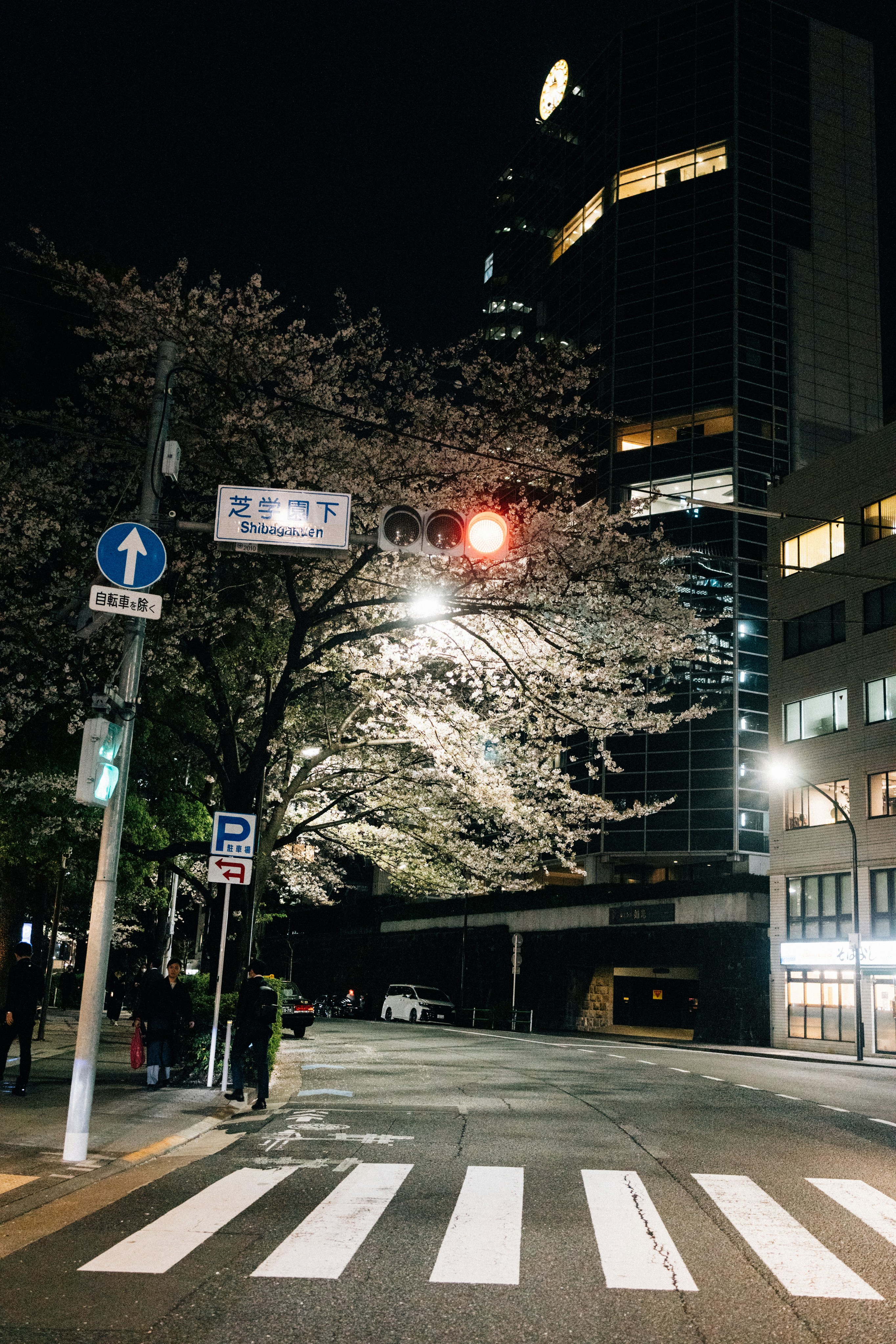 Cherry blossoms lining a street in Tokyo, Japan