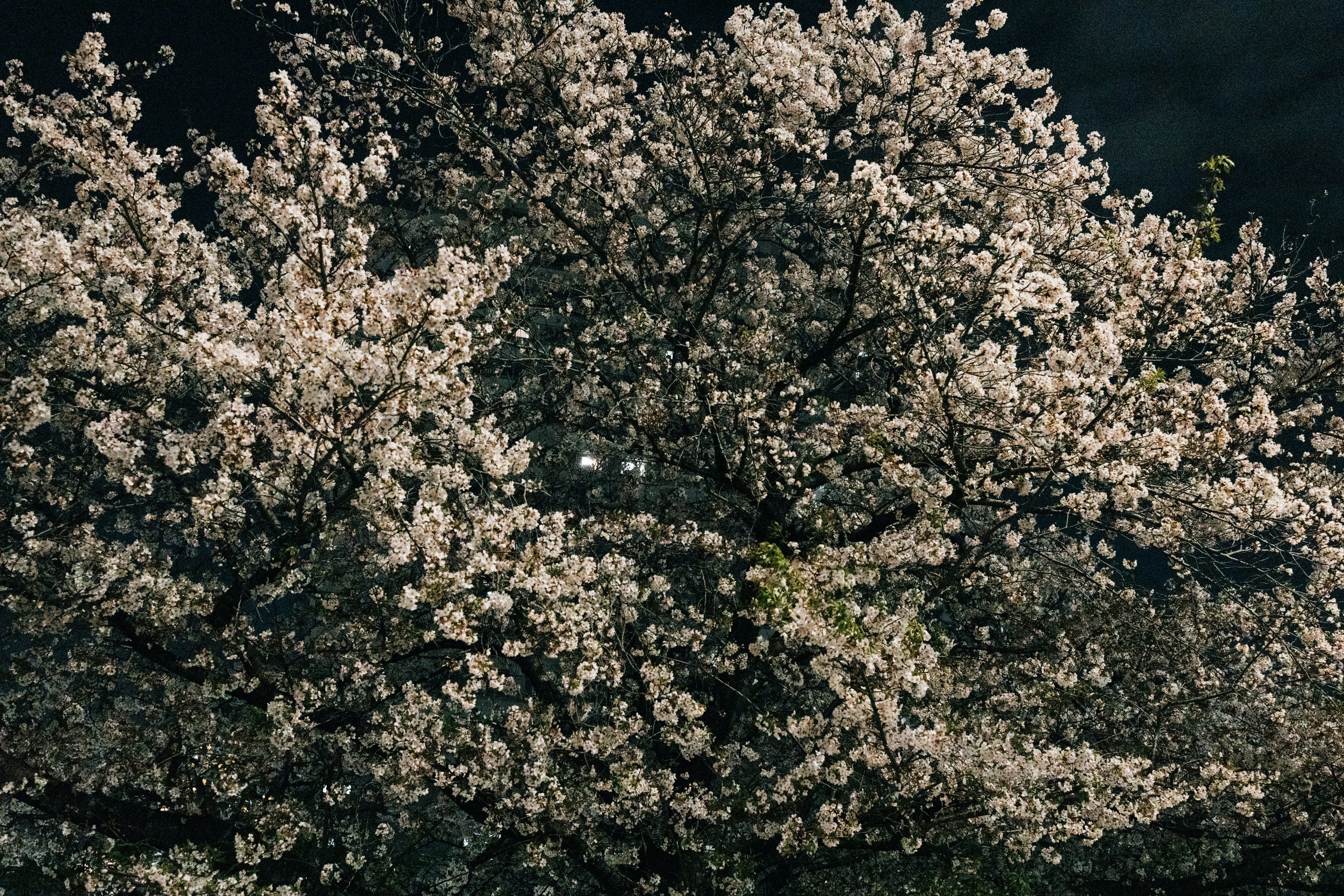 Photo by tsuyoshikozu