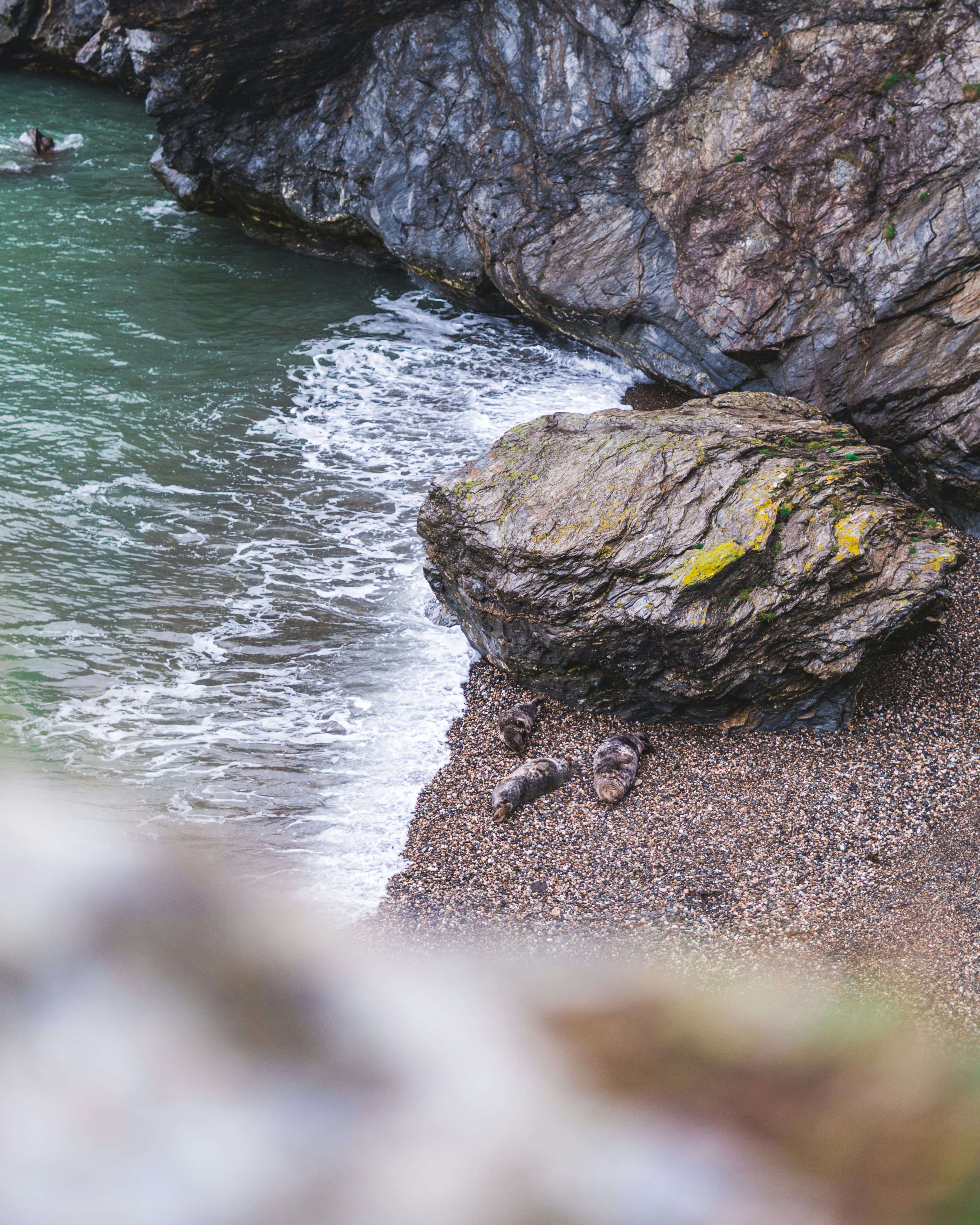 Photo by swaglionshotos