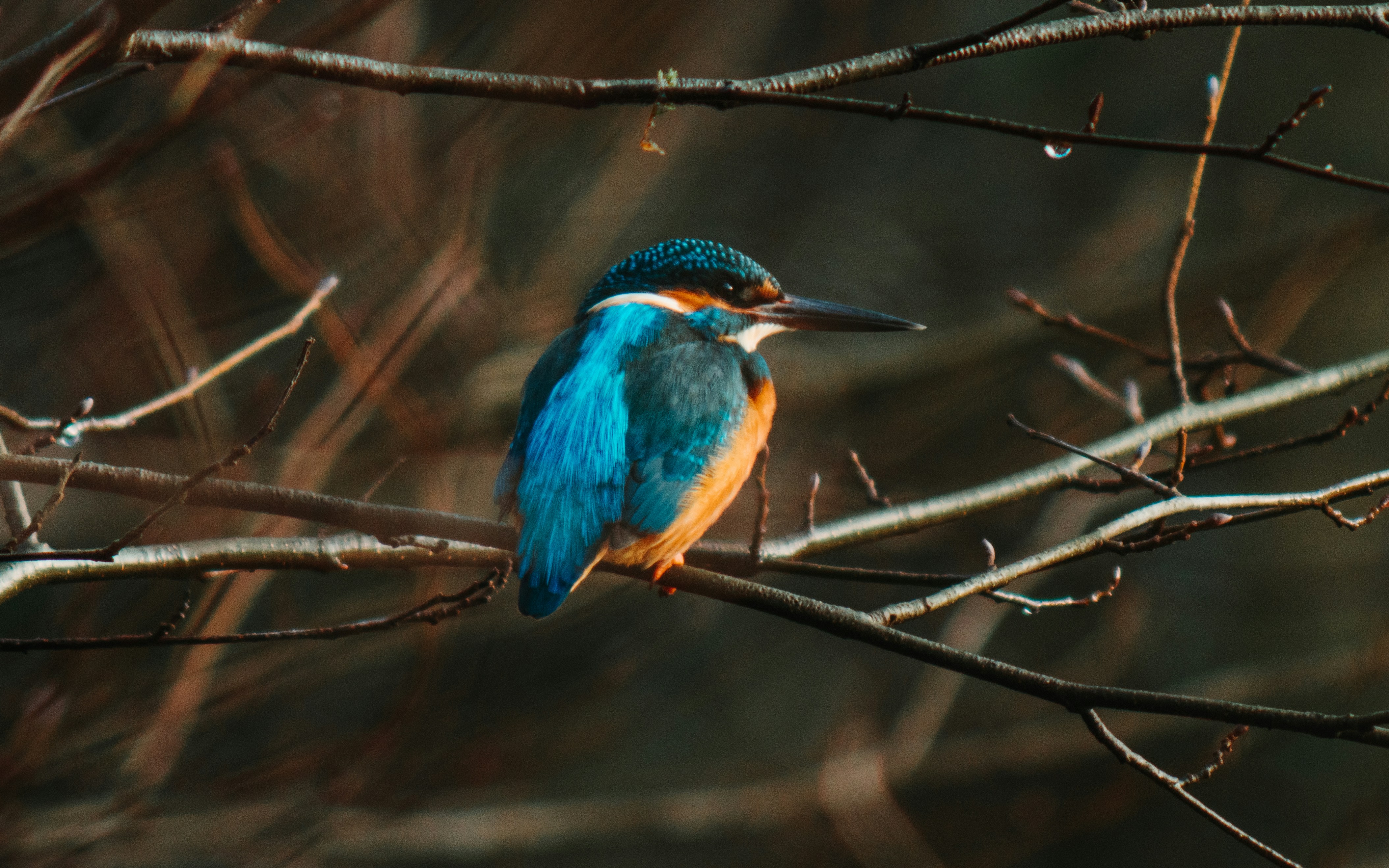 Photo by swaglionshotos