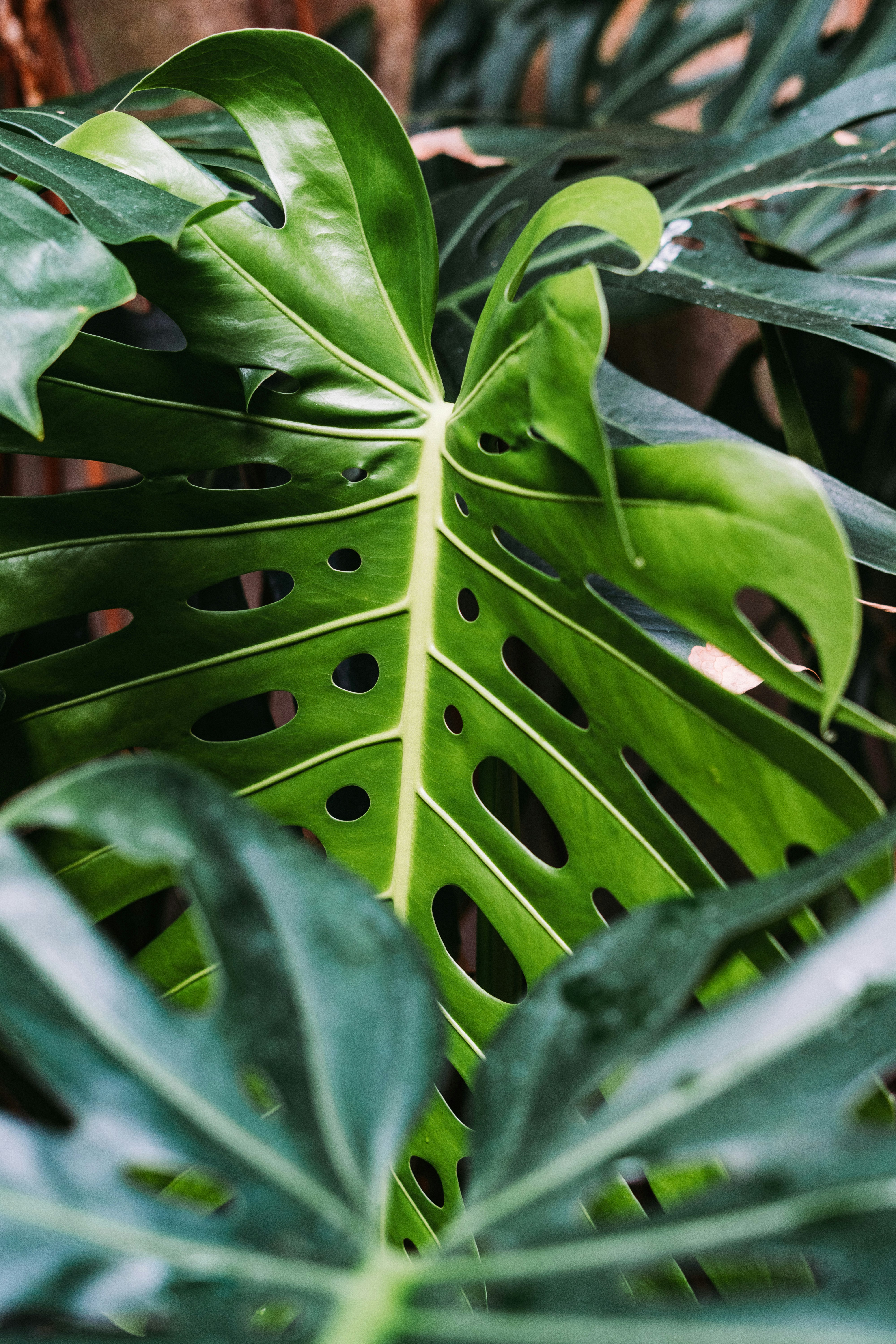 Photo by swaglionshotos