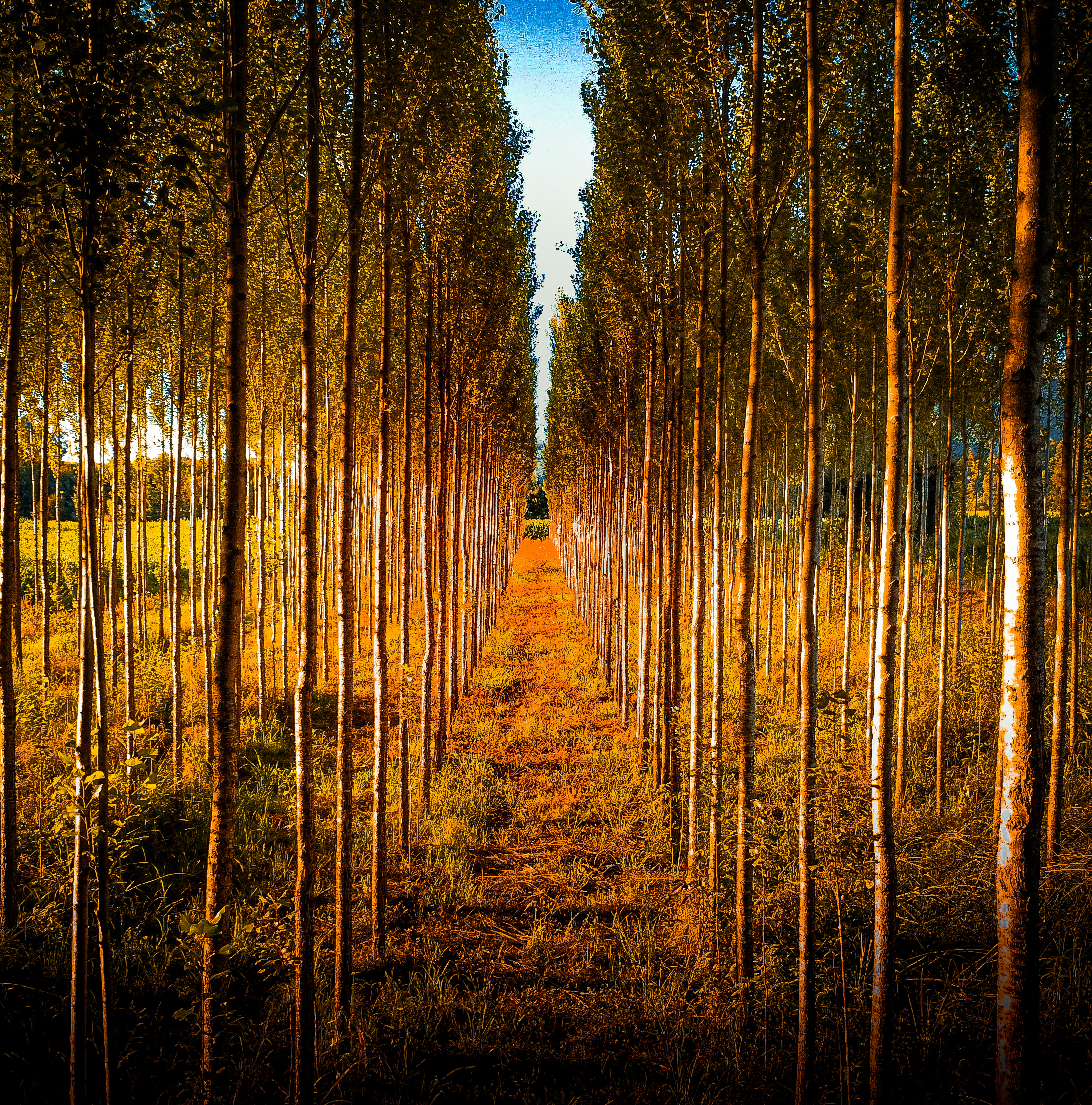 Ein symmetrischer Weg durch einen dichten Wald