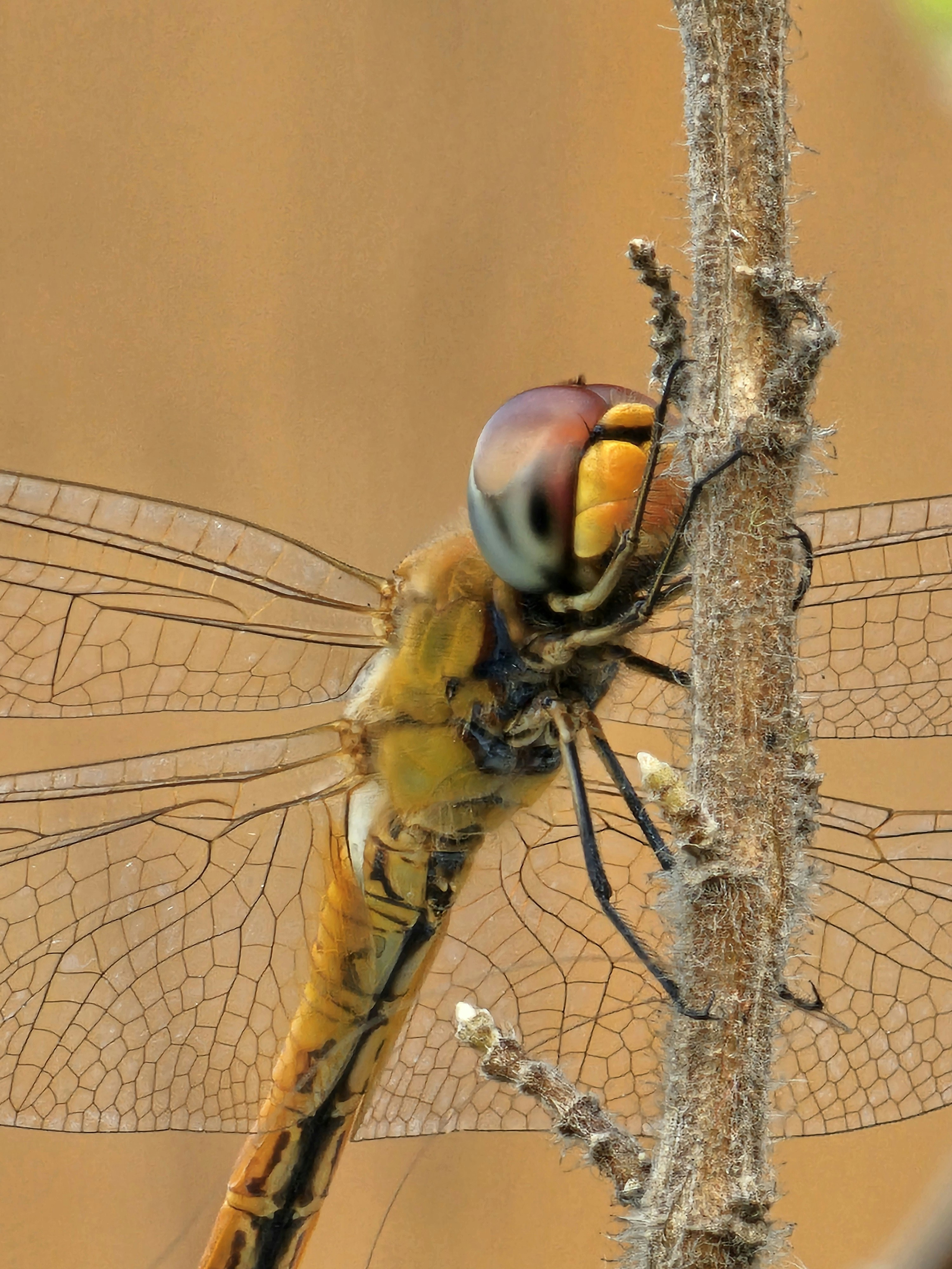 Close-up of a dragonfly perched on a thin branch.
