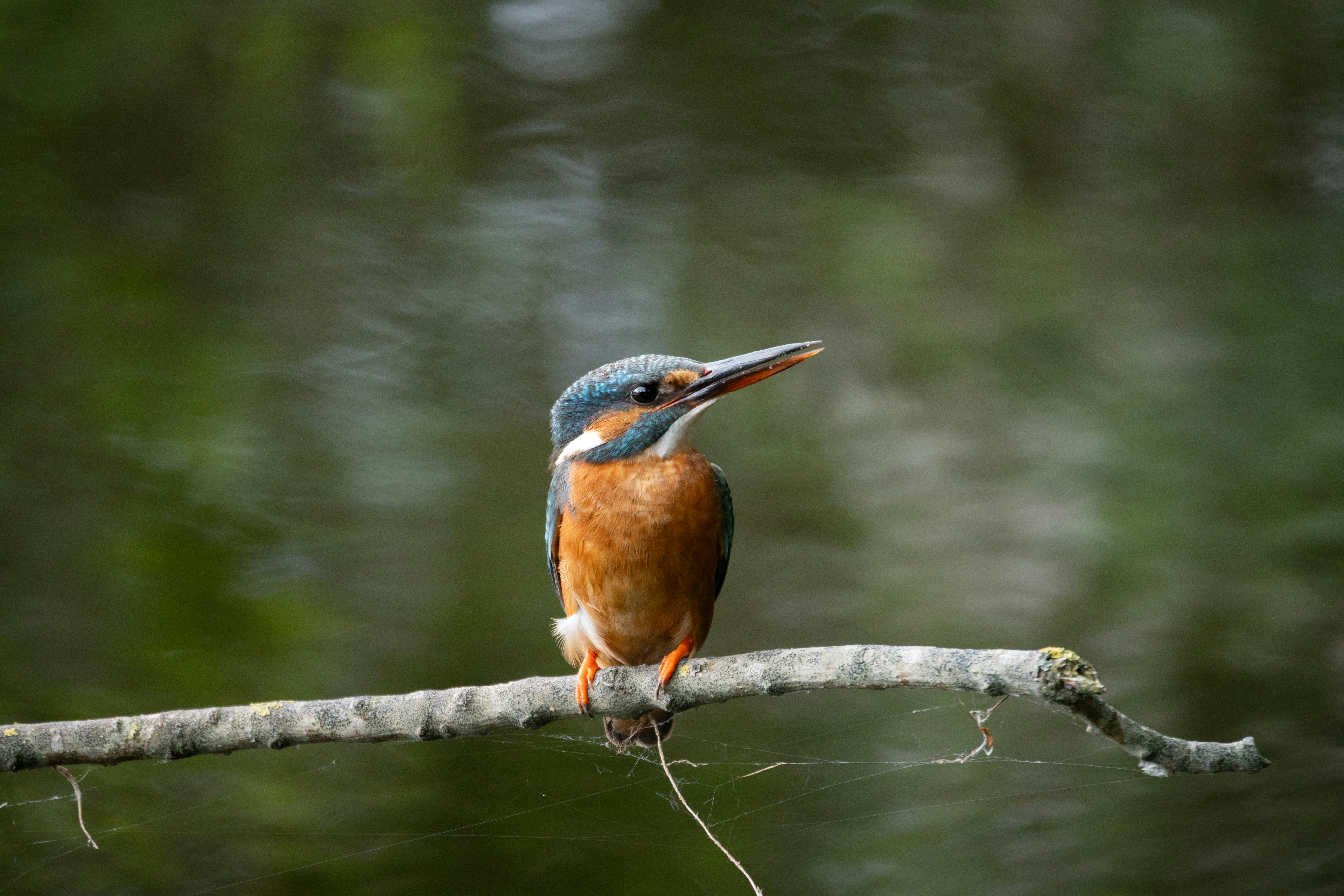 Photo by frankoosterbaan