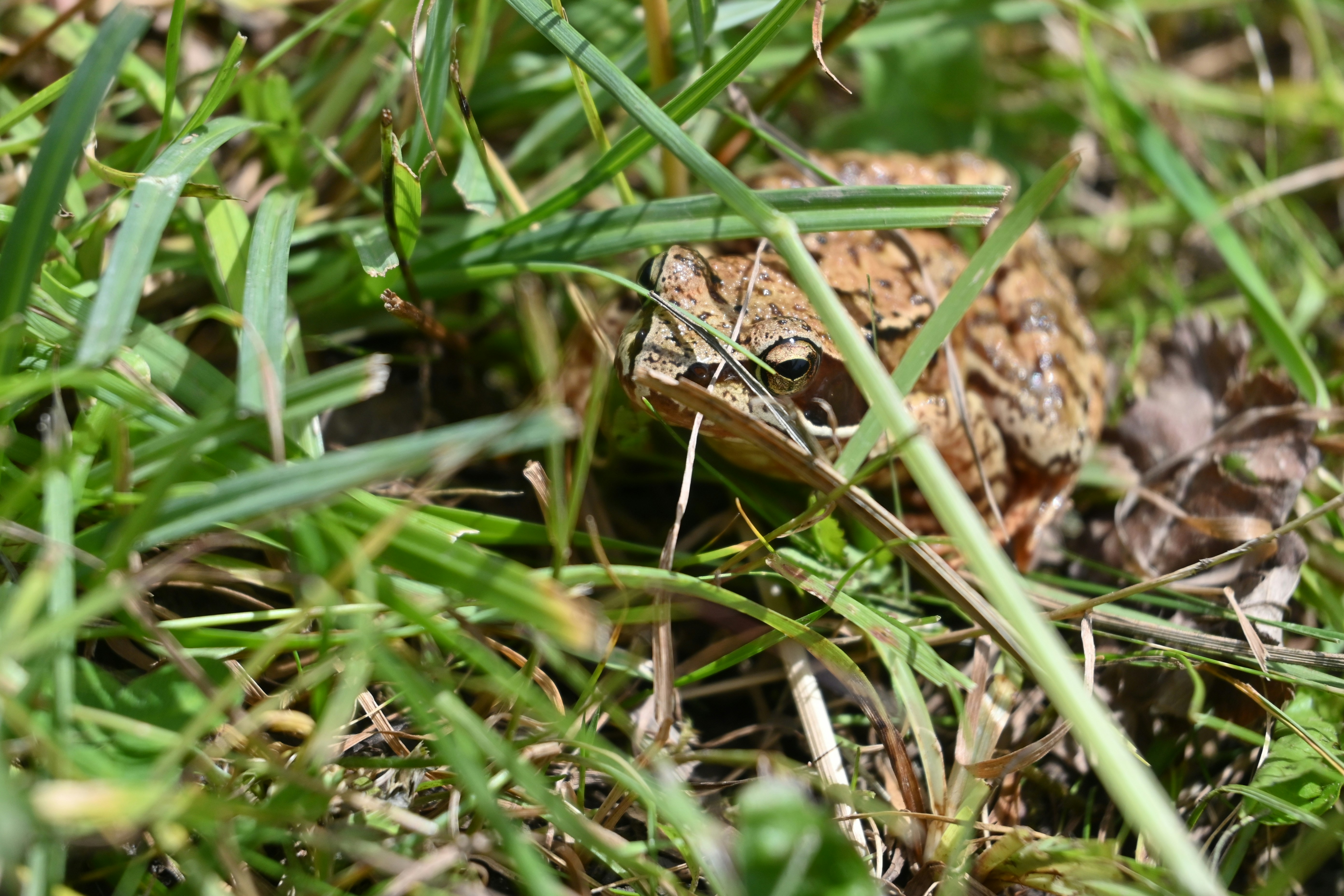 Photo by frankoosterbaan