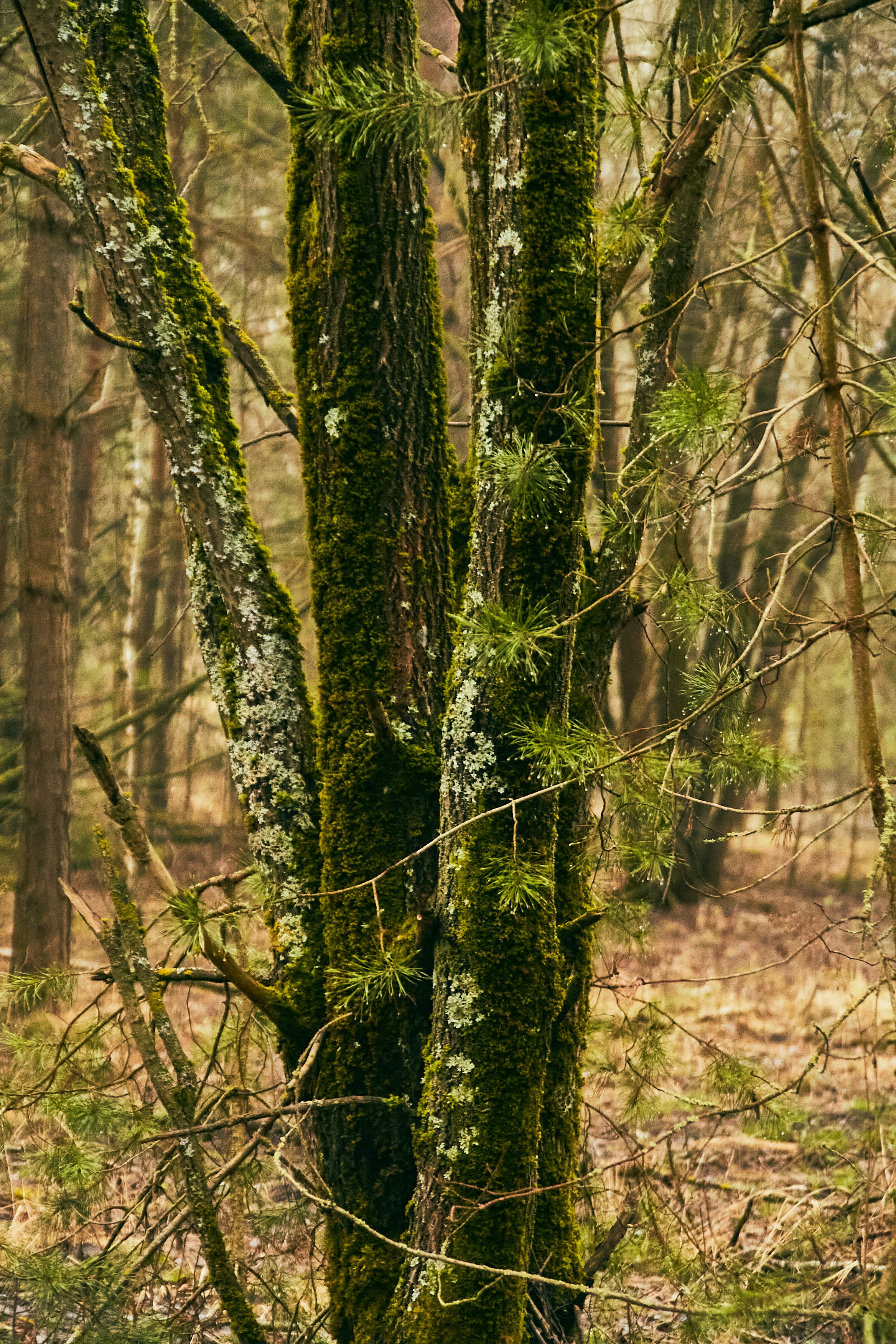 Moss-covered trees in a forest setting