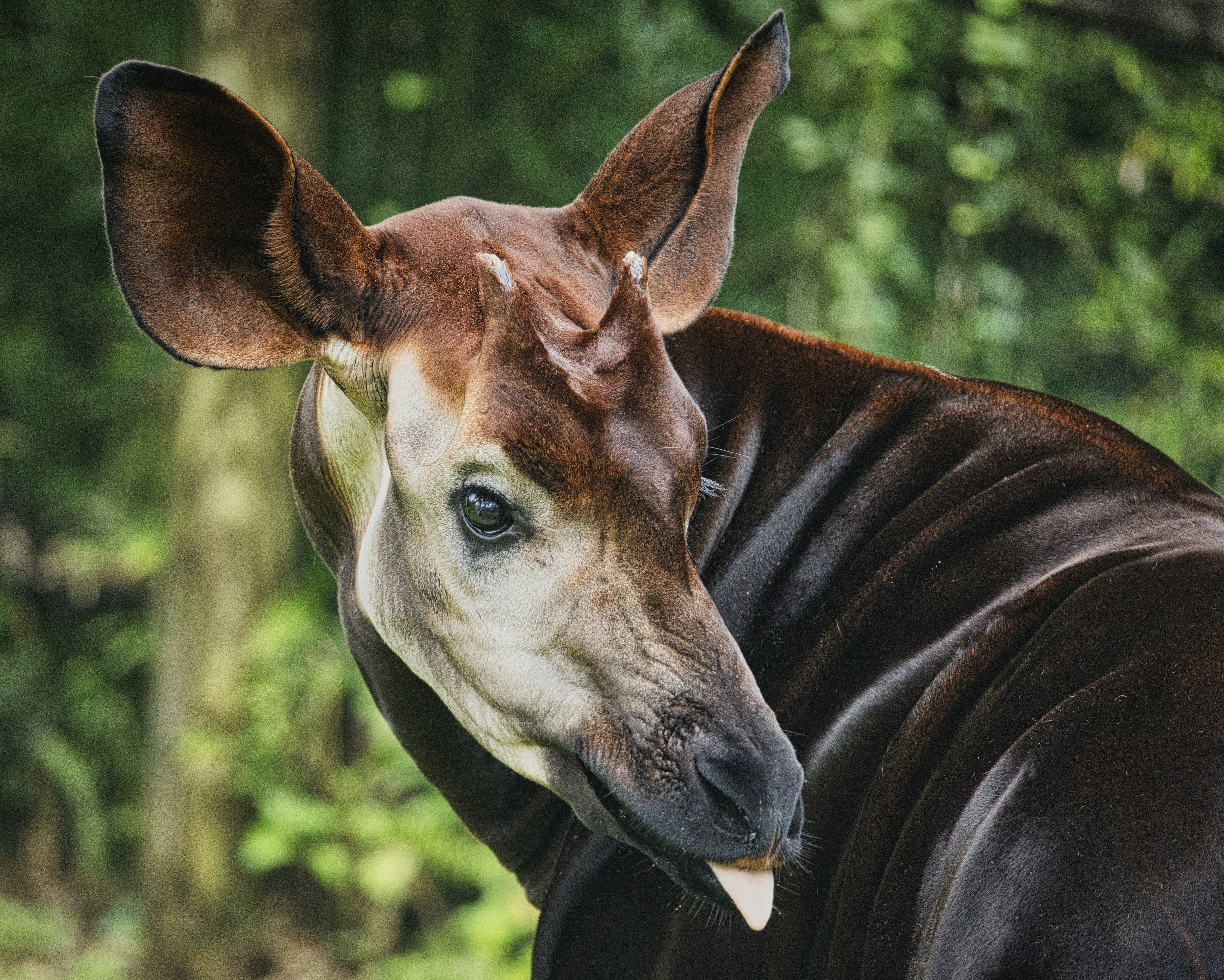 Okapi Pictures | Download Free Images on Unsplash