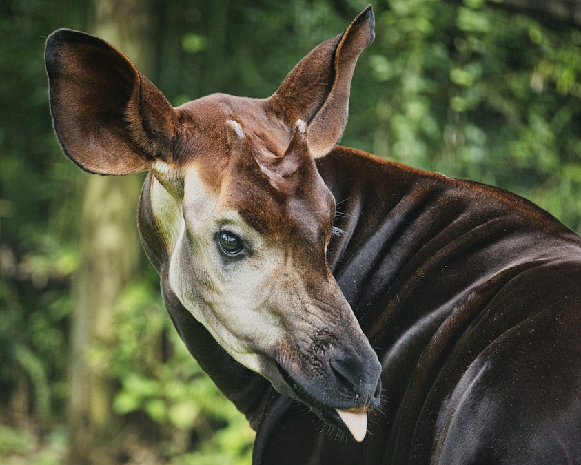 Un okapi aux pattes rayées dans la forêt, l'animal célébré lors de la Journée mondiale de l'okapi du 18 octobre