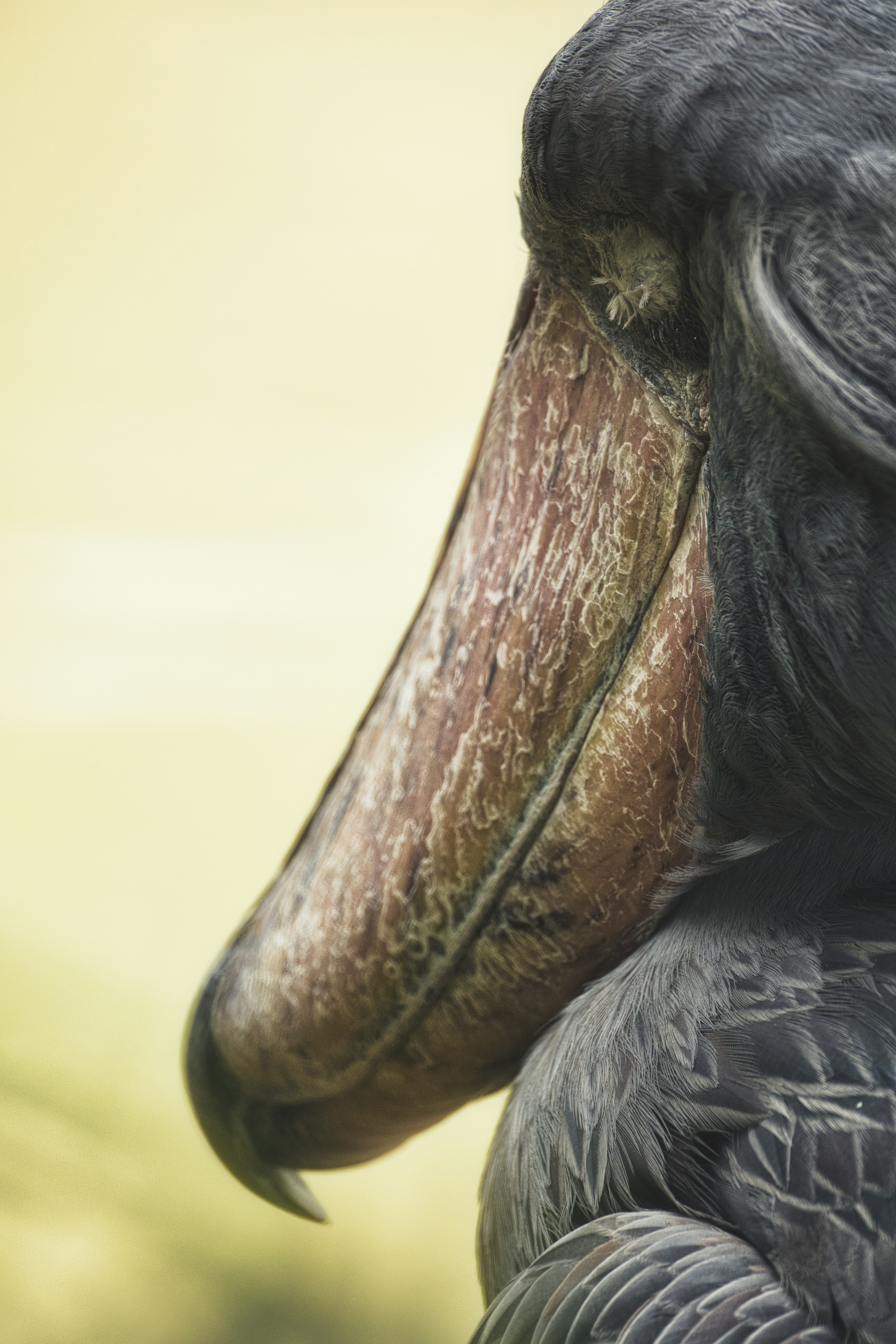 Photo by thephotochad