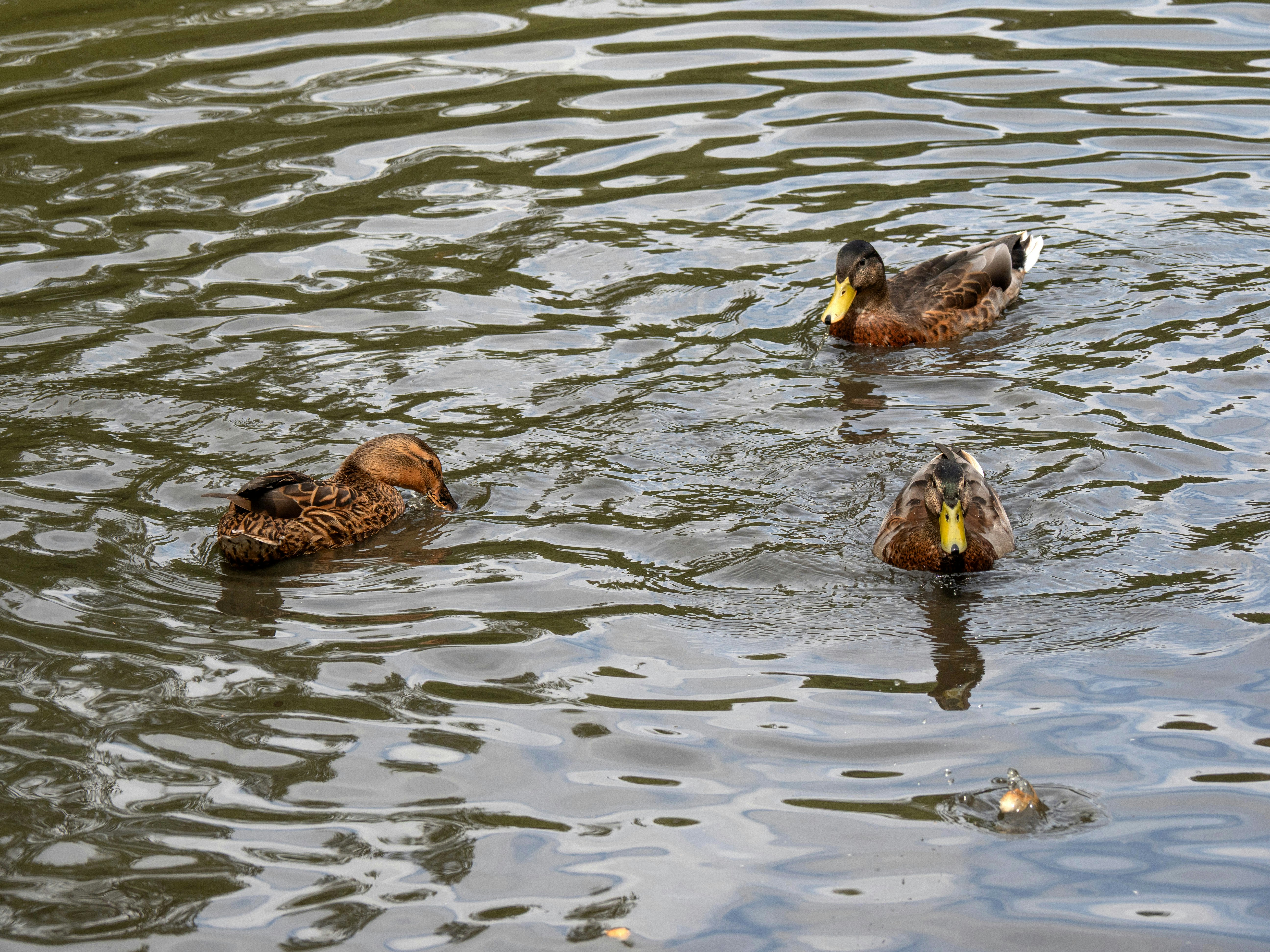 Photo by brett_jordan