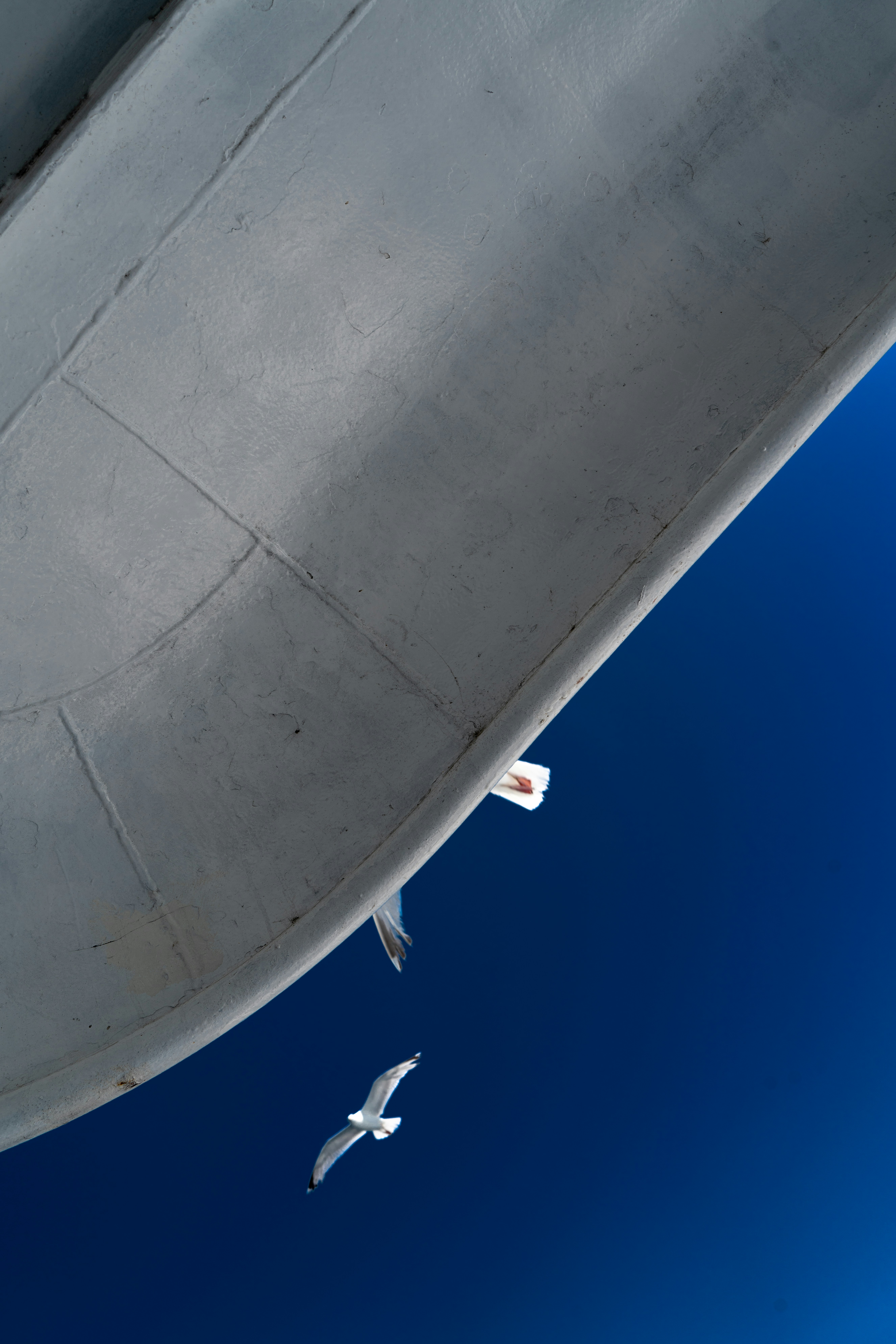 Zwei Möwen, die gegen einen strahlend blauen Himmel fliegen