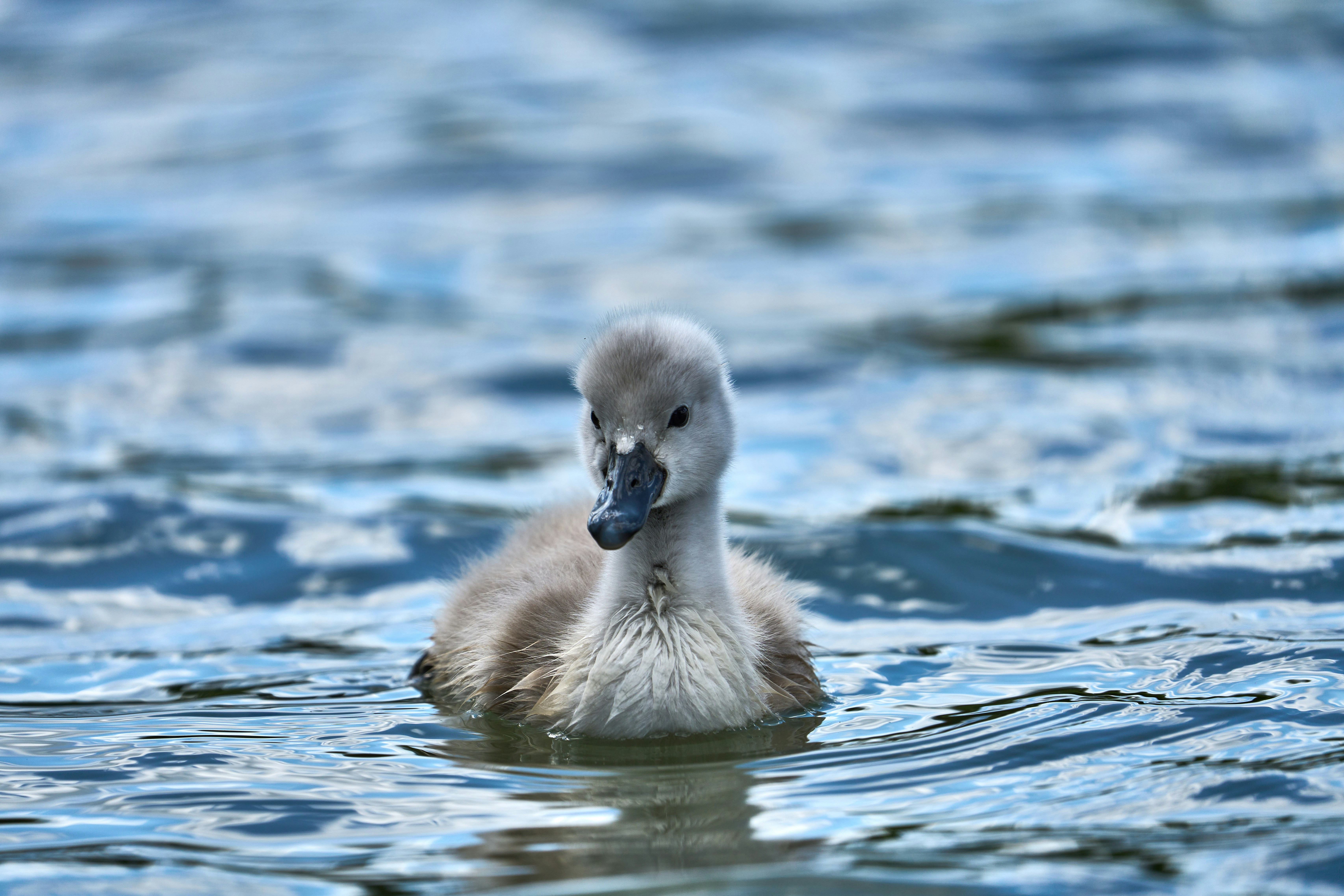 Photo by wolfgang_hasselmann