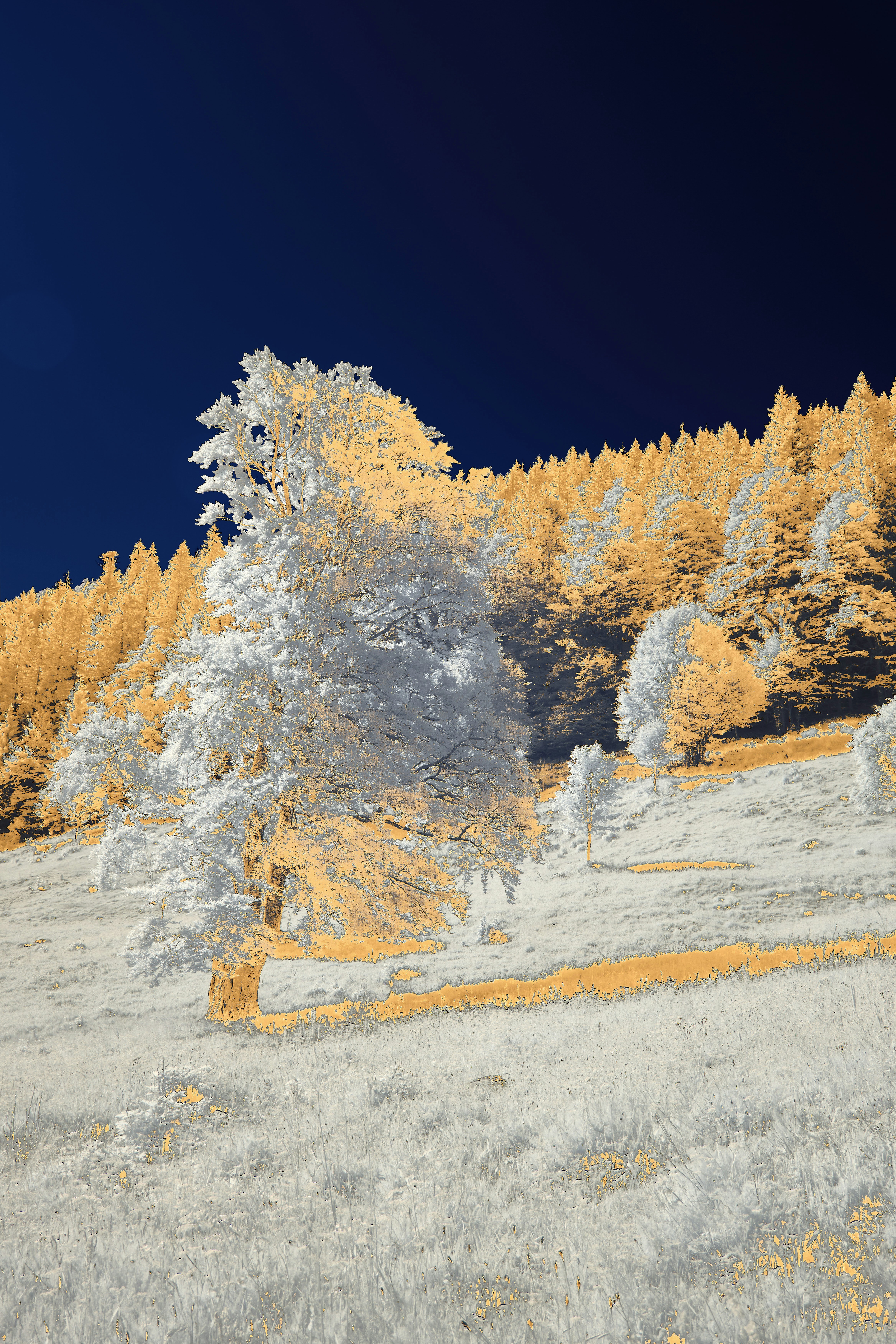 Photo by wolfgang_hasselmann